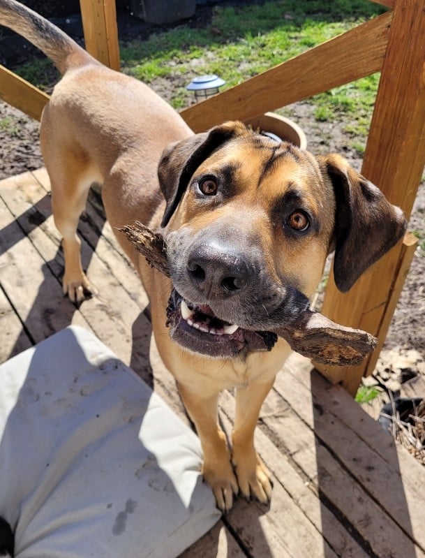 Freedom (20230603-05), a Adoptable mixed breed in Warkworth, ON image 2/6