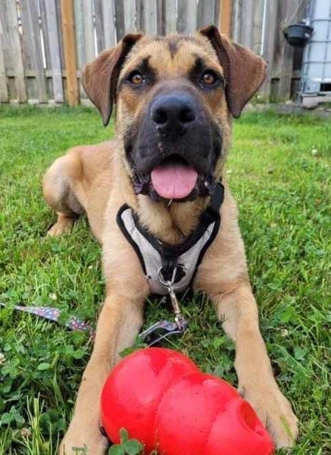 Freedom (20230603-05), a Adoptable mixed breed in Warkworth, ON image 6/6