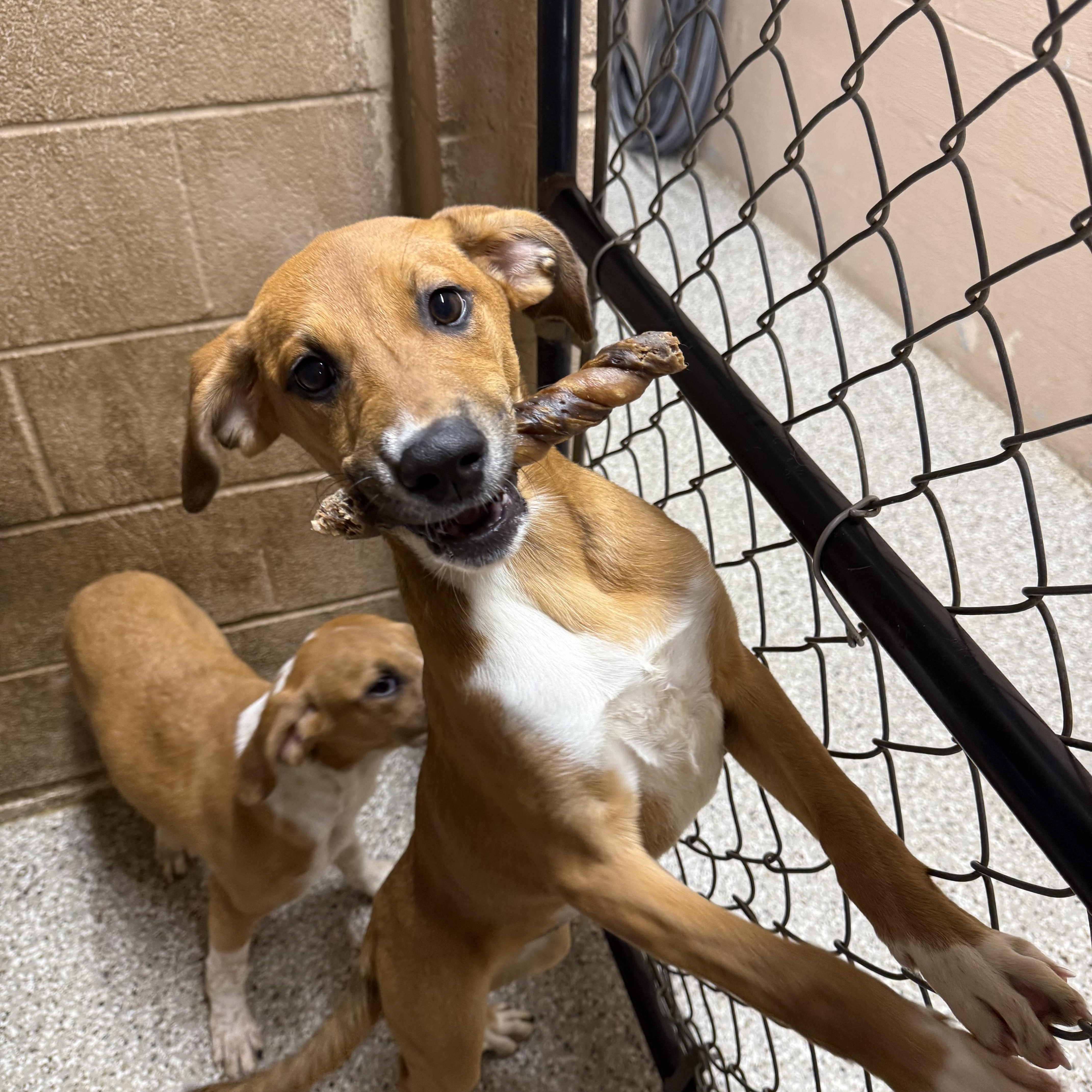 Glenda, Adoptable, Puppy Female Great Dane.