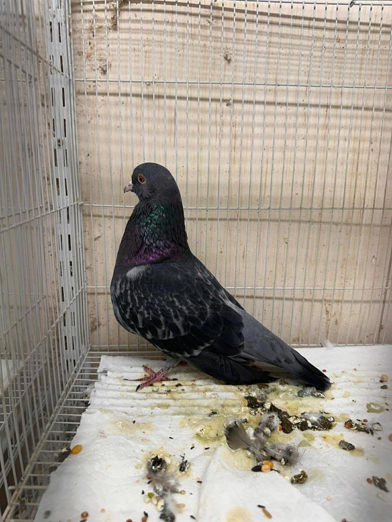 Enlarge Charlie's Pigeons #5, a Adopted Pigeon in San Francisco, CA image 1/1