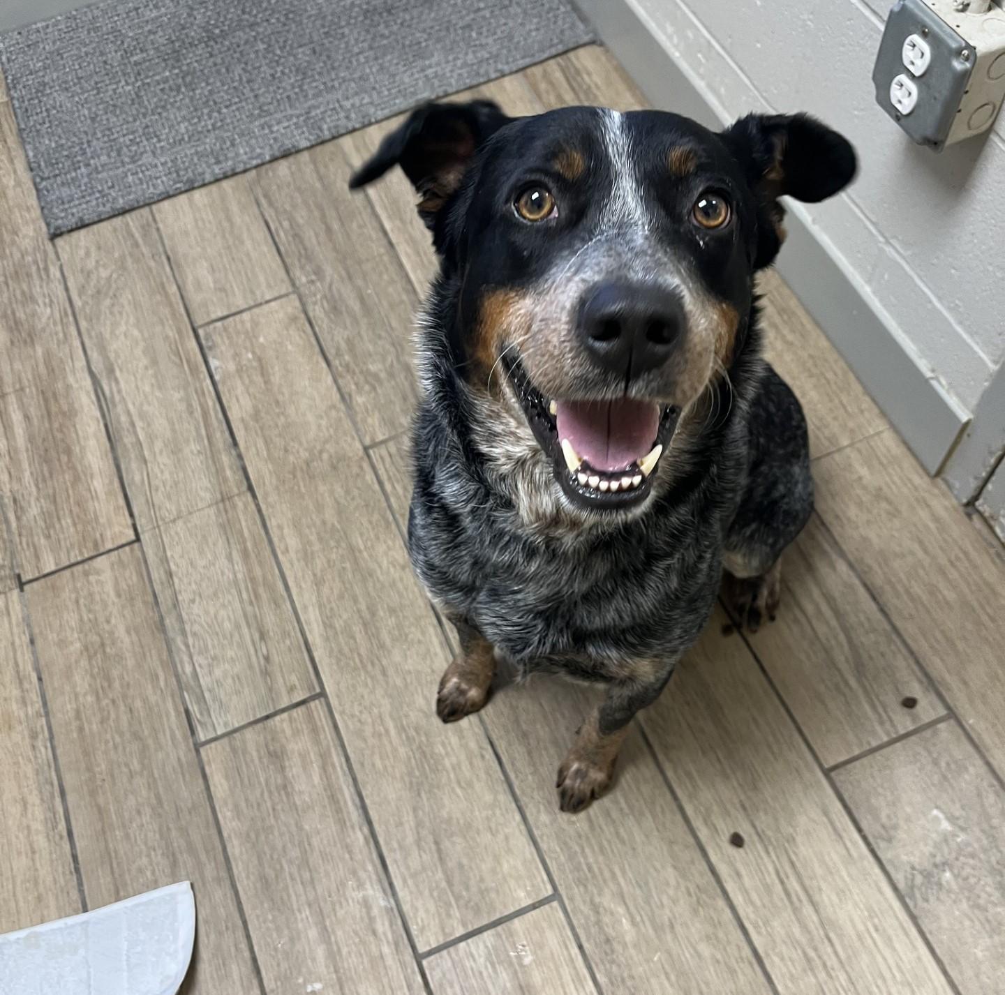Enlarge Cowboy - VT, a ADOPTABLE Australian Cattle Dog / Blue Heeler in Burlington, VT image 3/6
