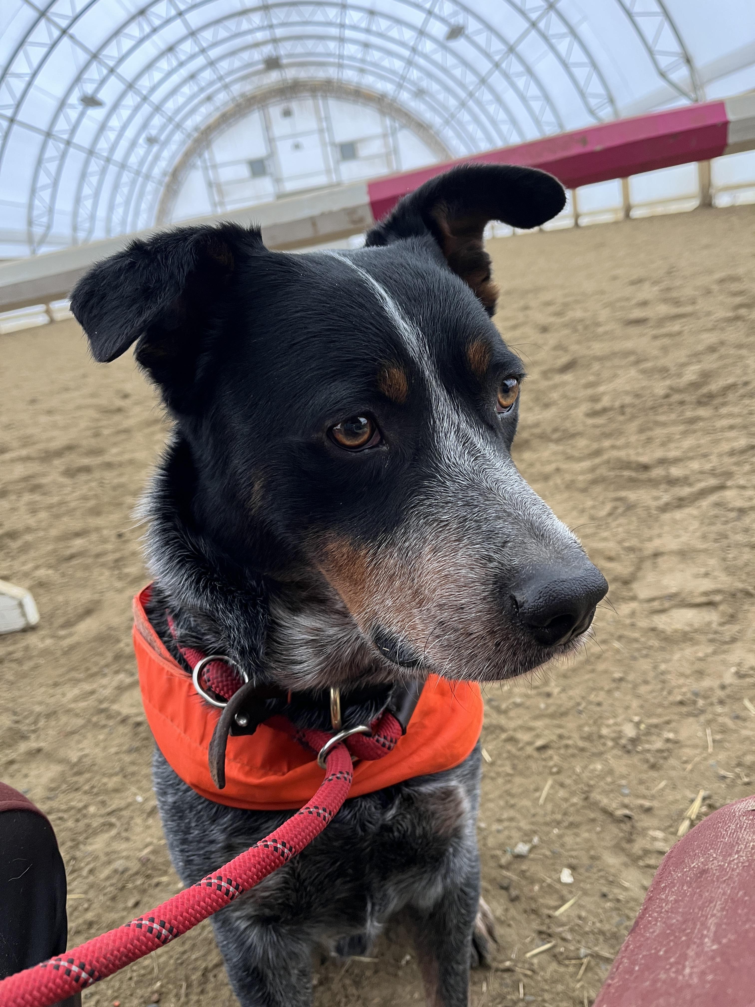 Enlarge Cowboy - VT, a ADOPTABLE Australian Cattle Dog / Blue Heeler in Burlington, VT image 1/6