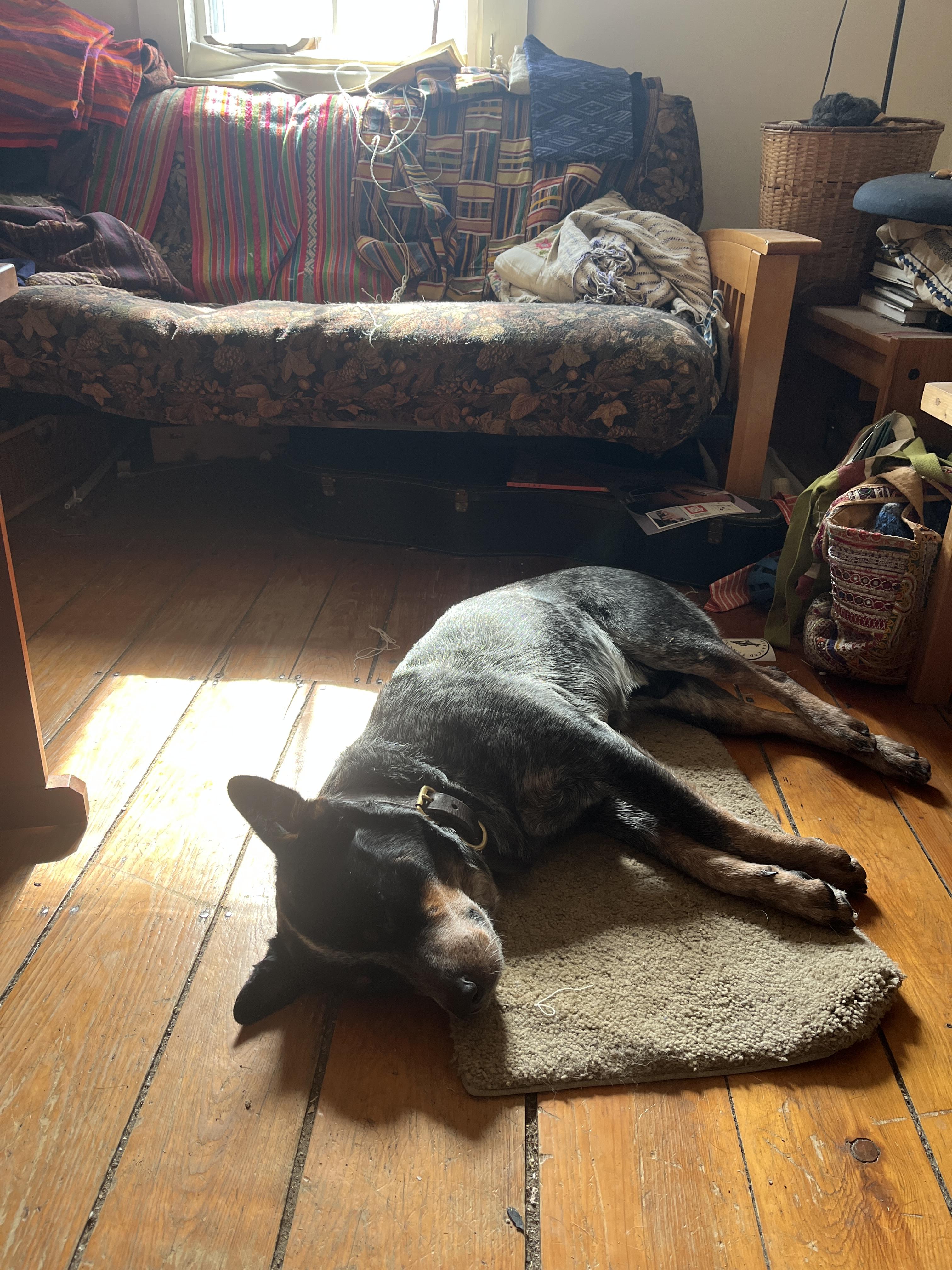 Enlarge Cowboy - VT, a ADOPTABLE Australian Cattle Dog / Blue Heeler in Burlington, VT image 2/6
