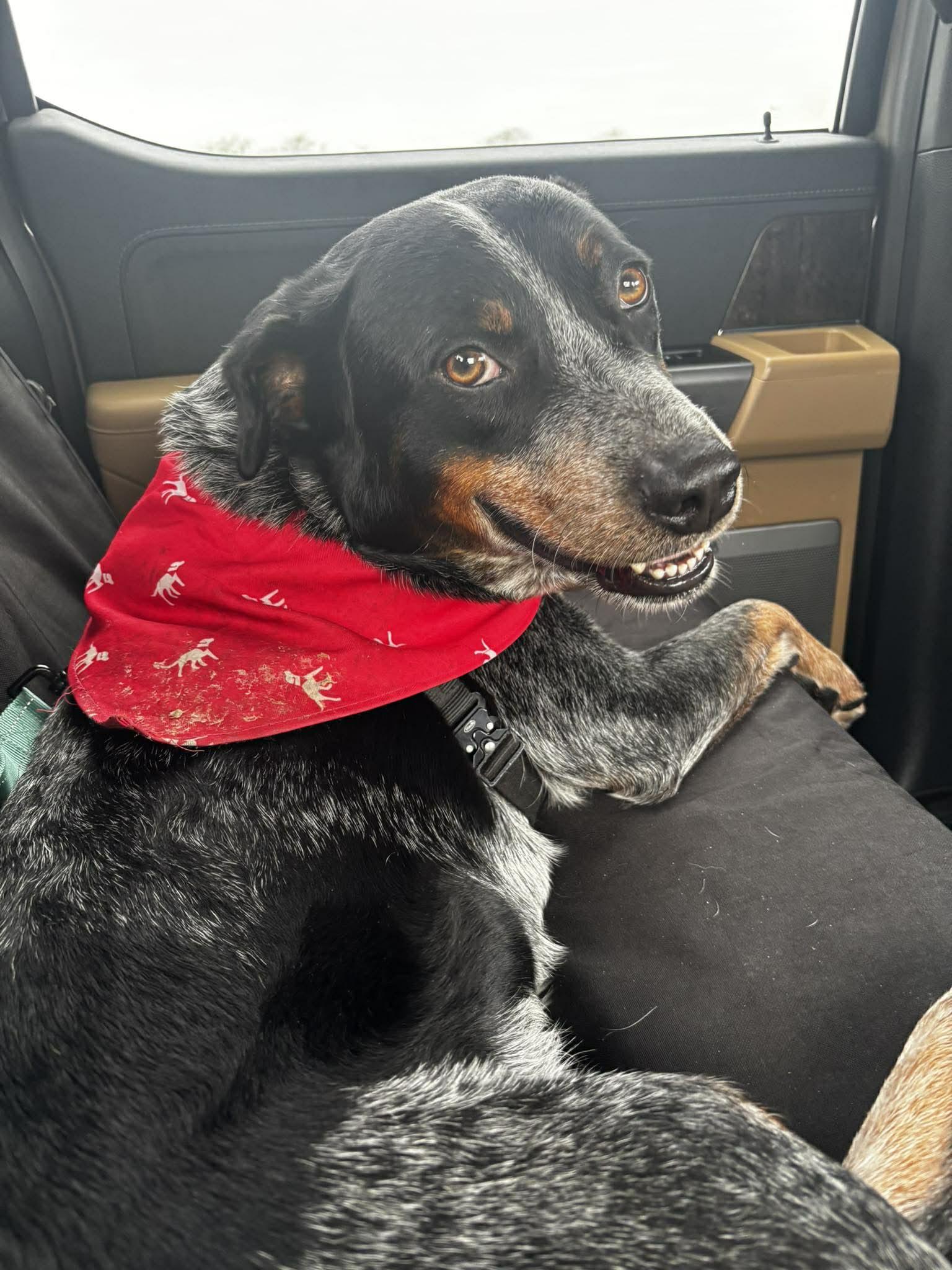 Enlarge Cowboy - VT, a ADOPTABLE Australian Cattle Dog / Blue Heeler in Burlington, VT image 4/6