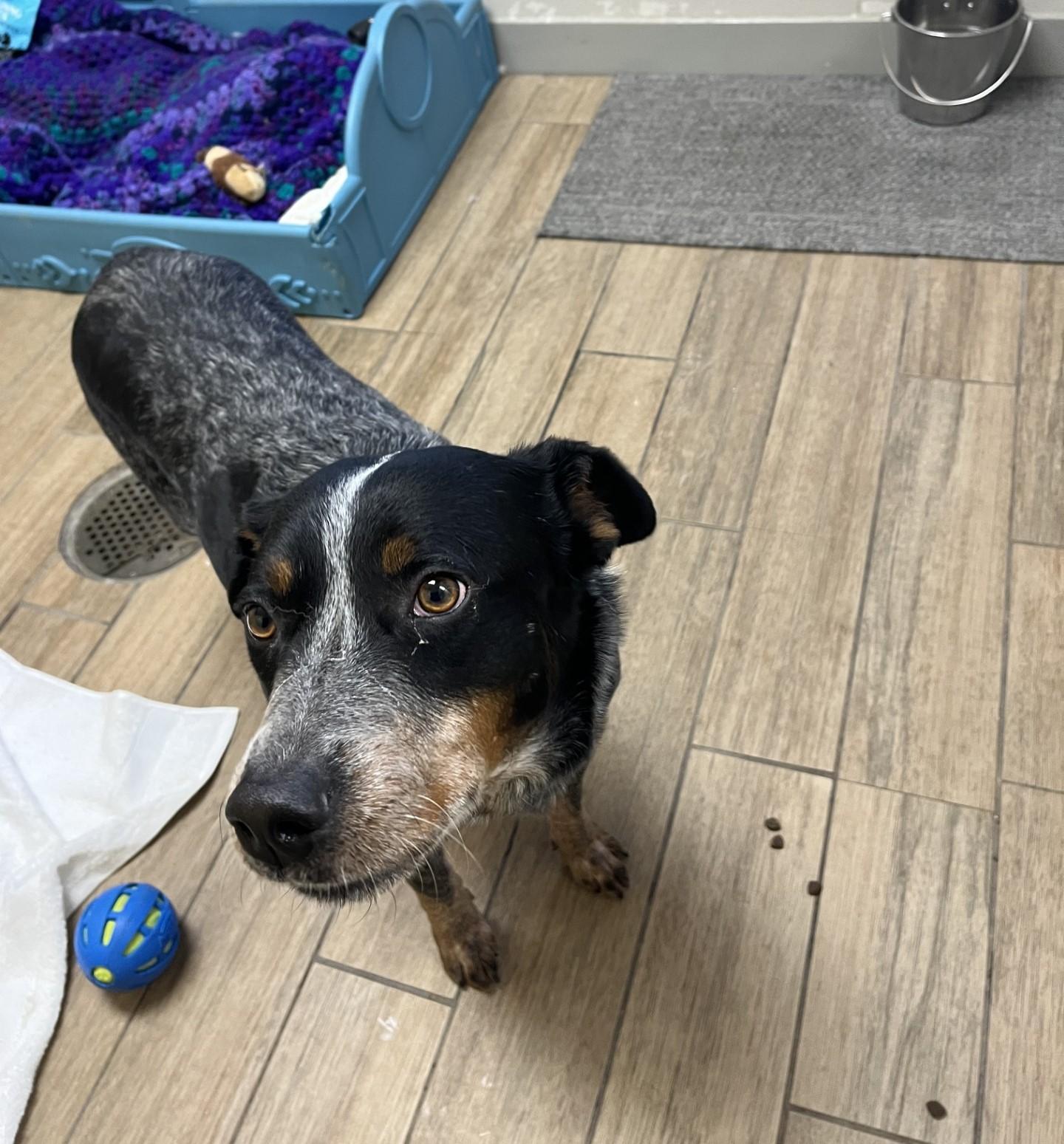 Enlarge Cowboy - VT, a ADOPTABLE Australian Cattle Dog / Blue Heeler in Burlington, VT image 5/6