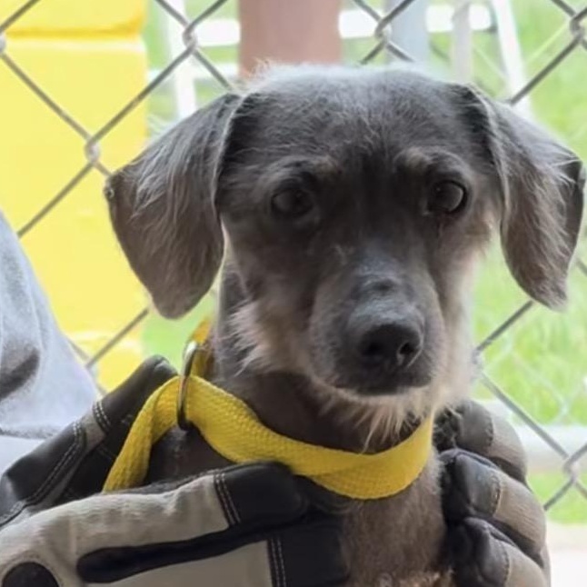 Peanut, ADOPTABLE, Adult Male Dachshund.