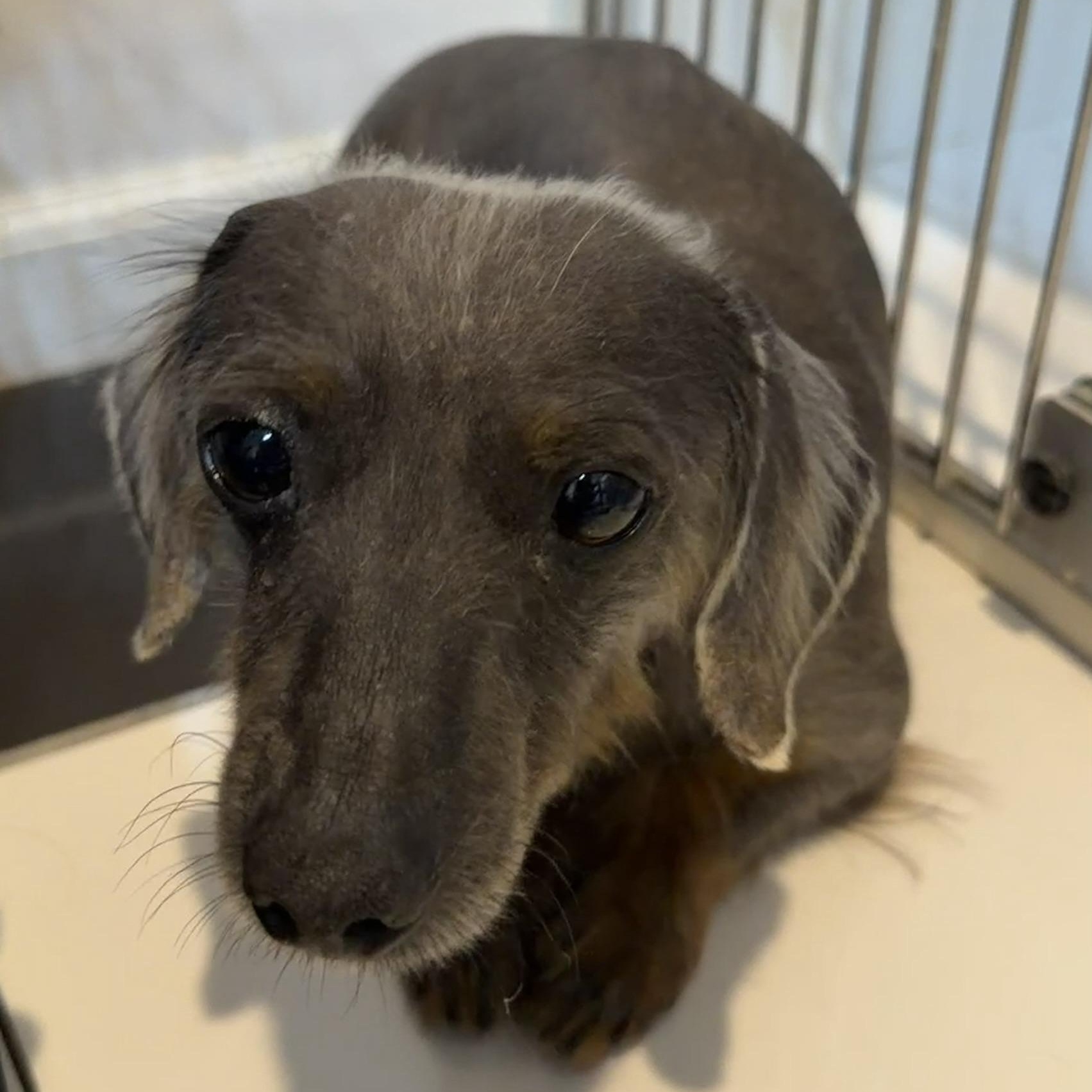 Enlarge Peanut, a ADOPTABLE Dachshund in Blue Springs, MO image 2/2