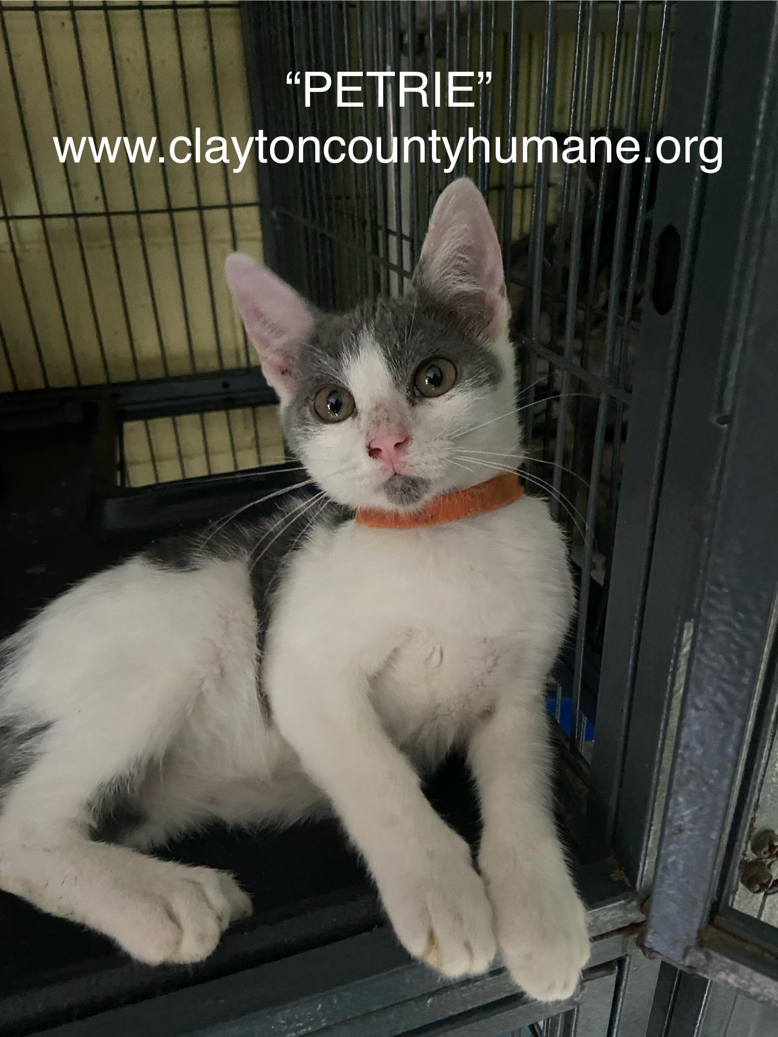 MEET PETRIE Petrie is about a 9 week old male gray and white domestic shorthair His approximate b