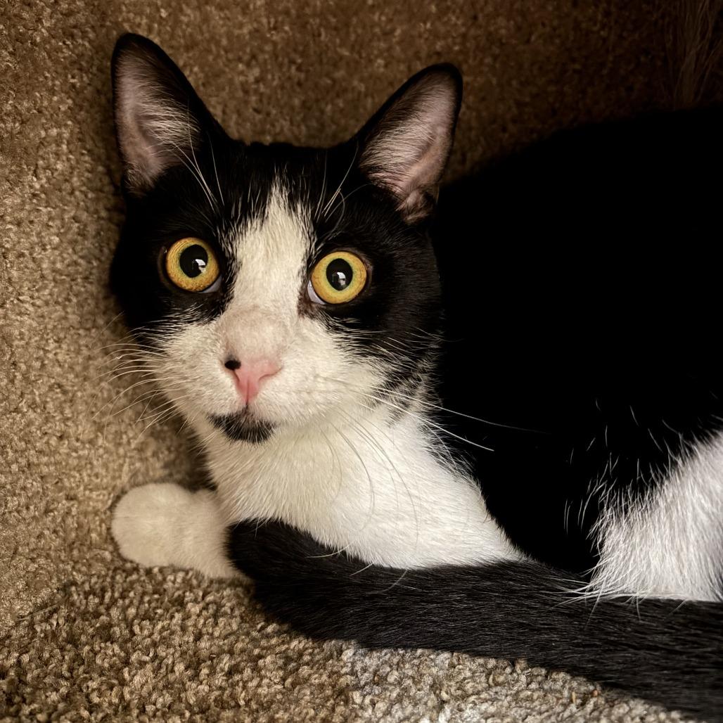 Yoshi, Adoptable, Adult Male Domestic Short Hair.