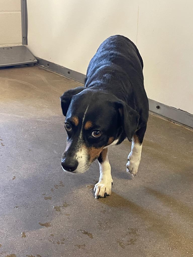 Enlarge Tesa, a Adoptable mixed breed in Belton, TX image 1/1