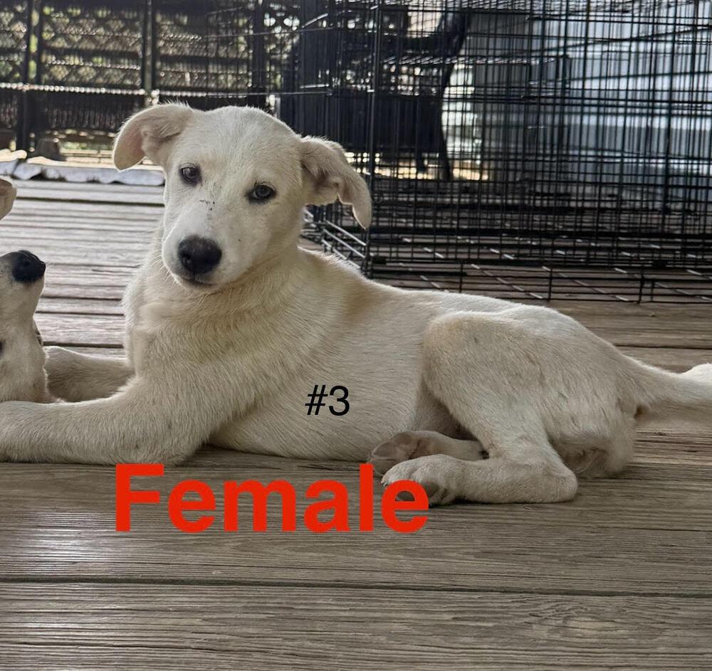 Mixed Breed Puppy female #3, a Adoptable Mixed Breed in Chattanooga, TN image 1/2