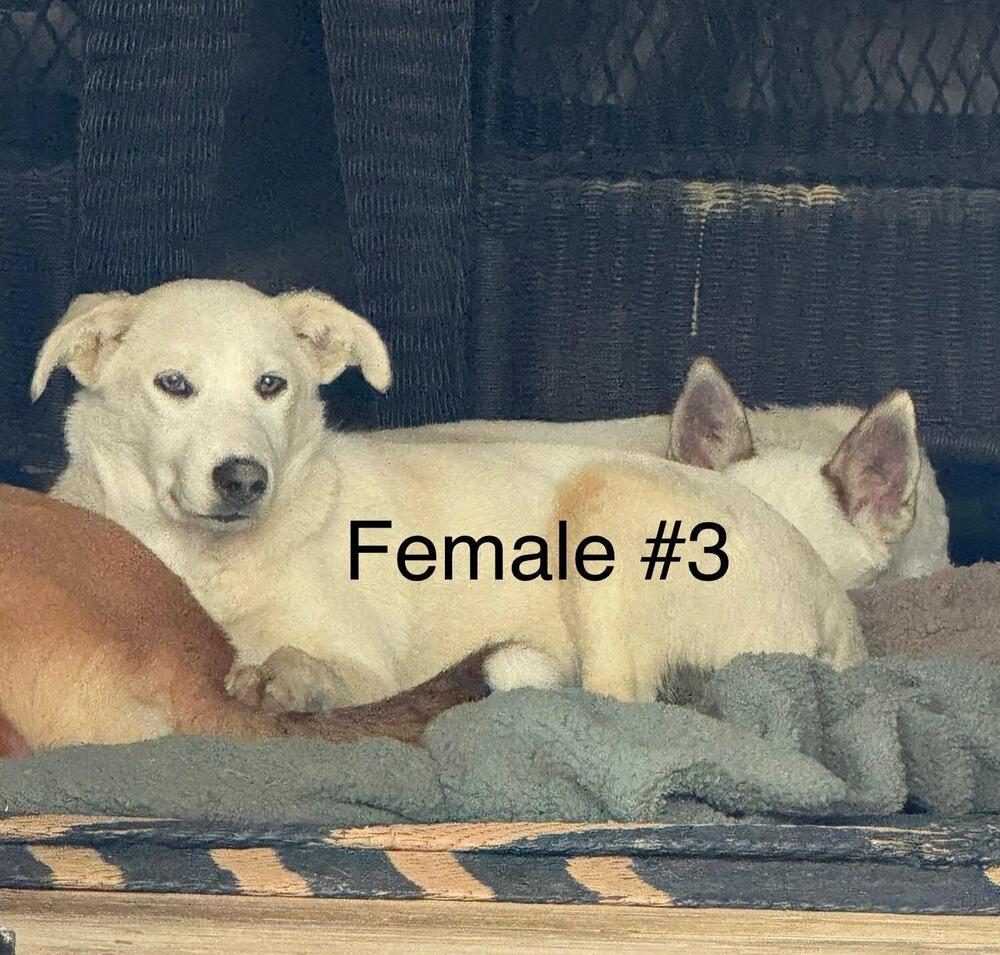 Mixed Breed Puppy female #3, a Adoptable Mixed Breed in Chattanooga, TN image 2/2