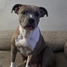 NADIA- Needs forever home!