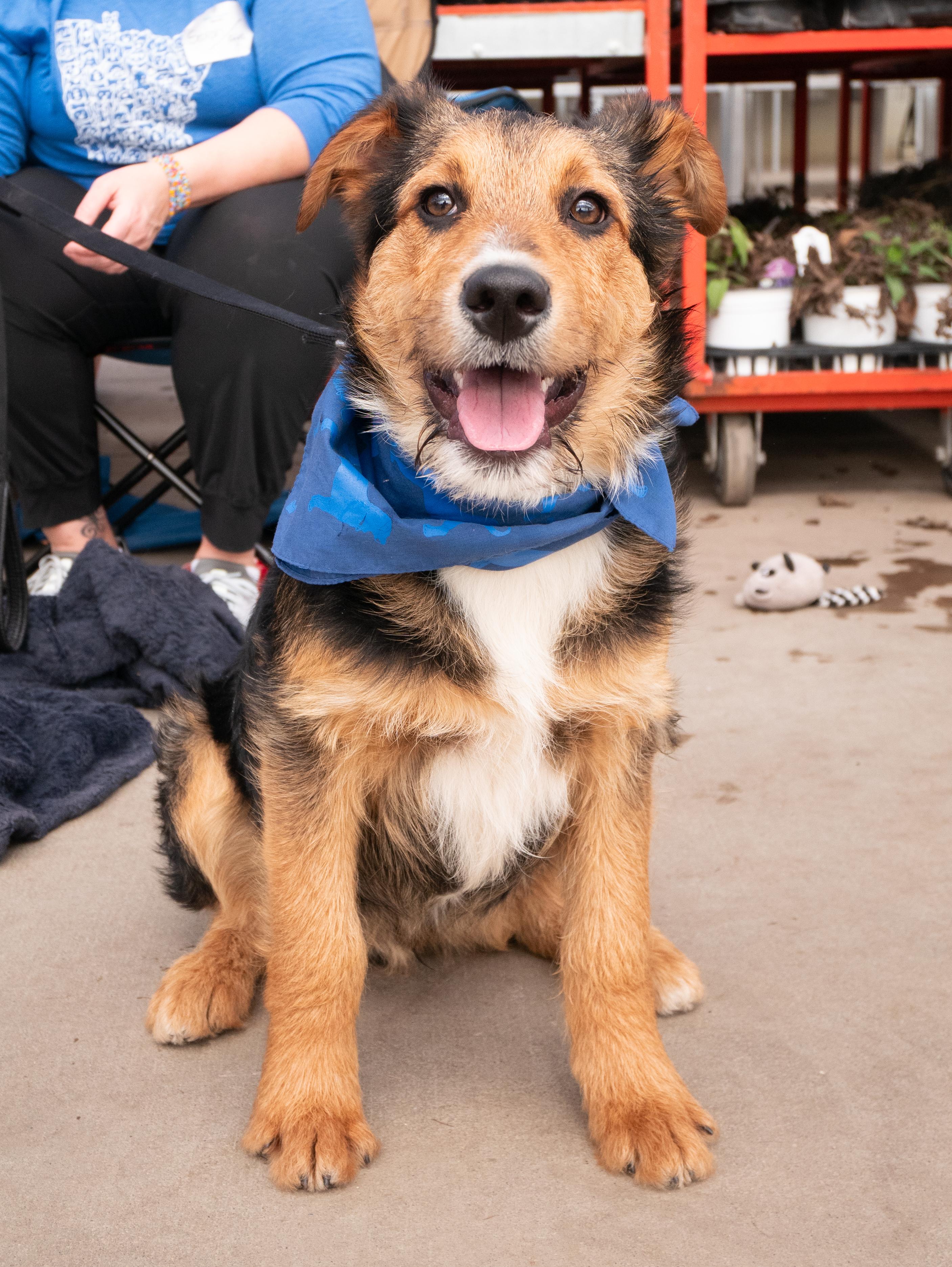 Enlarge Ajax, a ADOPTABLE mixed breed in Minneapolis, MN image 1/6