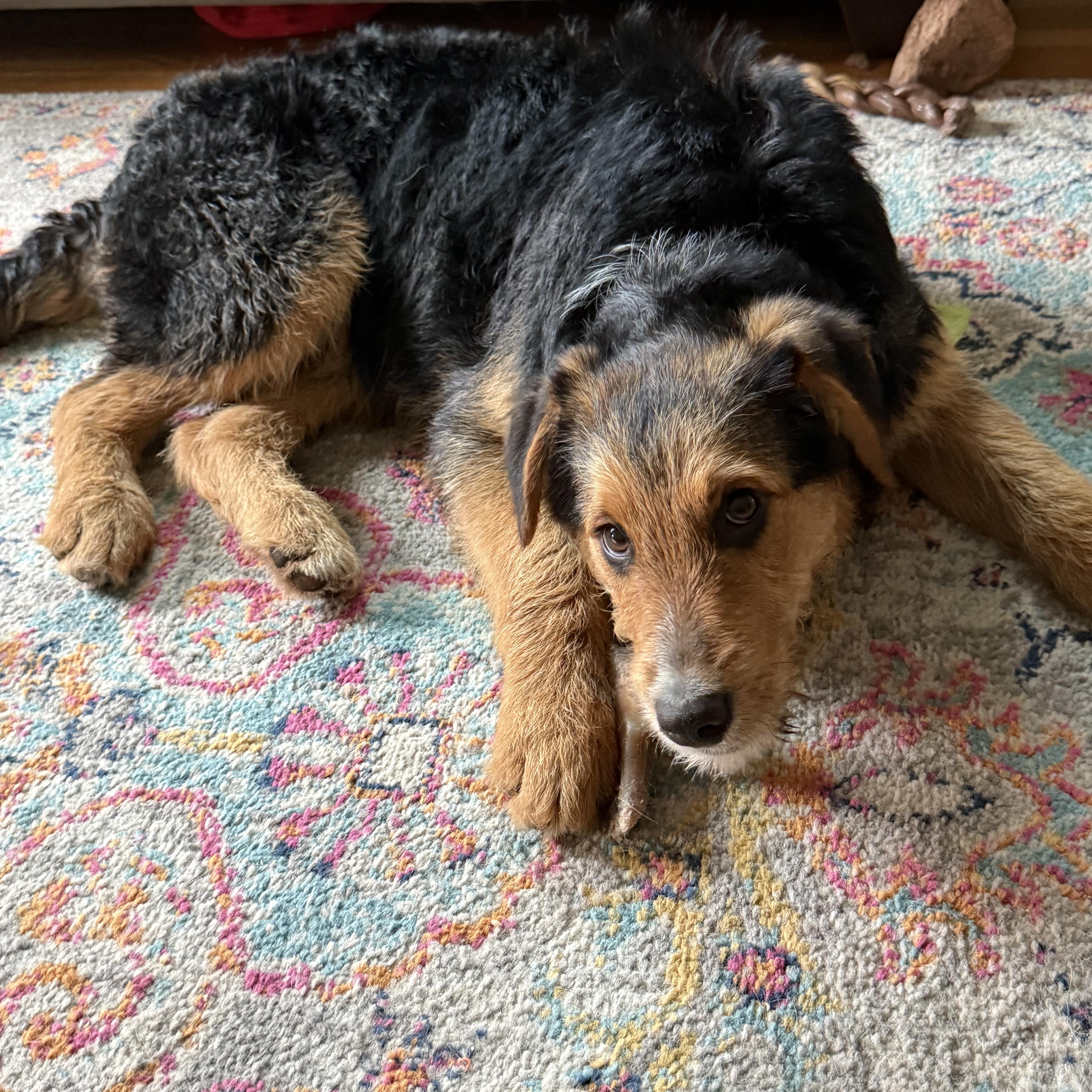 Enlarge Ajax, a ADOPTABLE mixed breed in Minneapolis, MN image 6/6