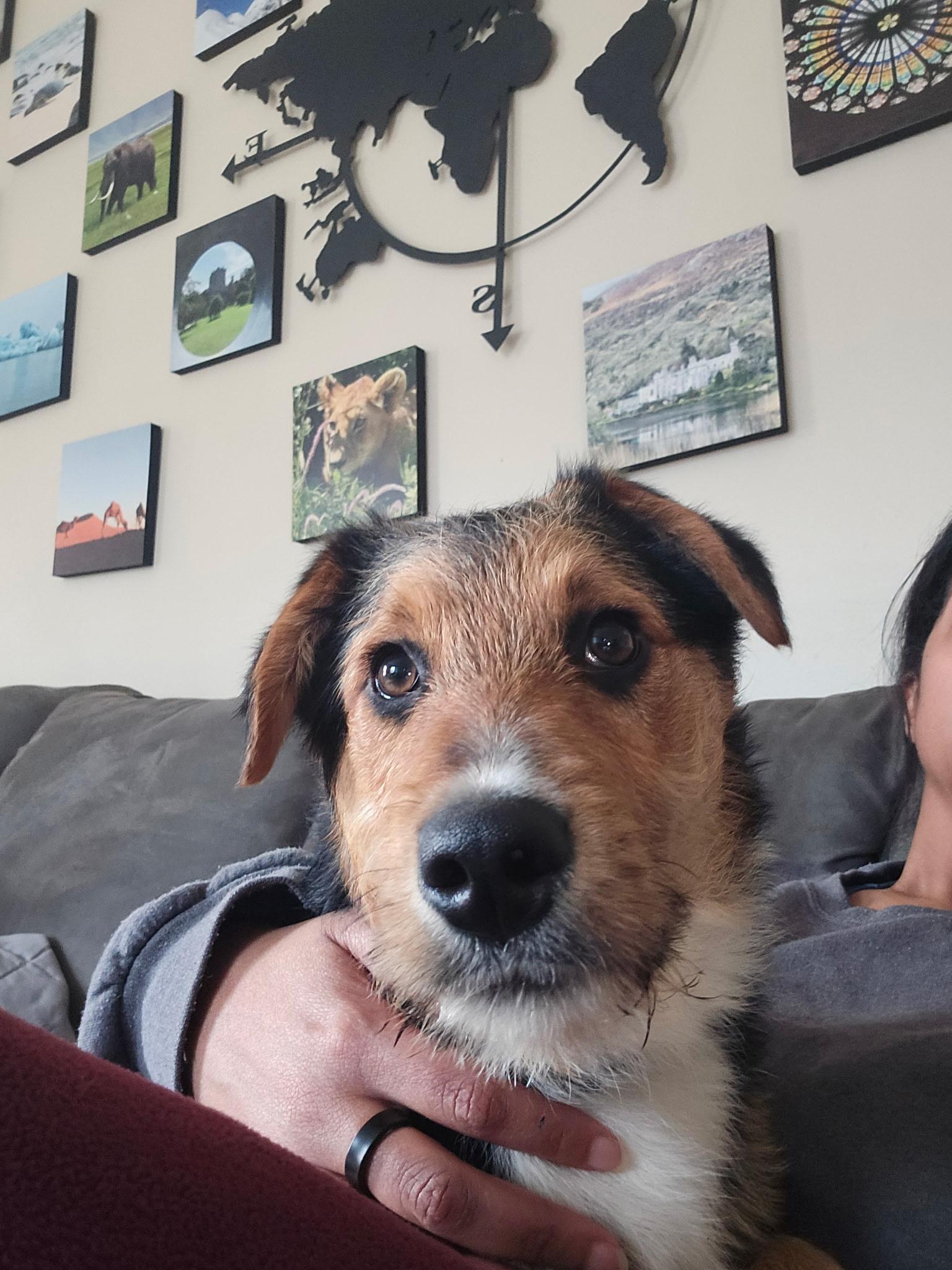 Enlarge Ajax, a ADOPTABLE mixed breed in Minneapolis, MN image 5/6