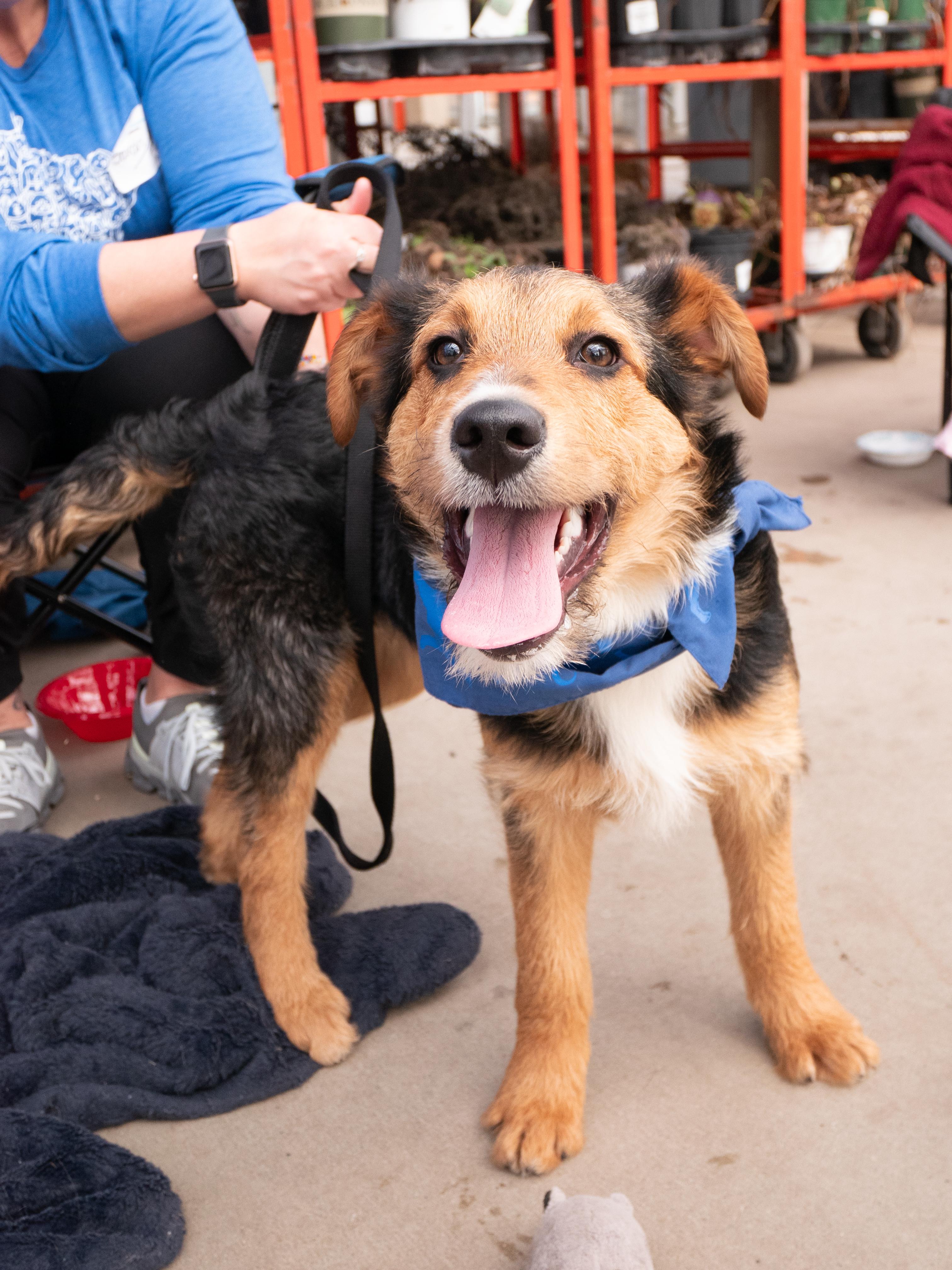 Enlarge Ajax, a ADOPTABLE mixed breed in Minneapolis, MN image 2/6