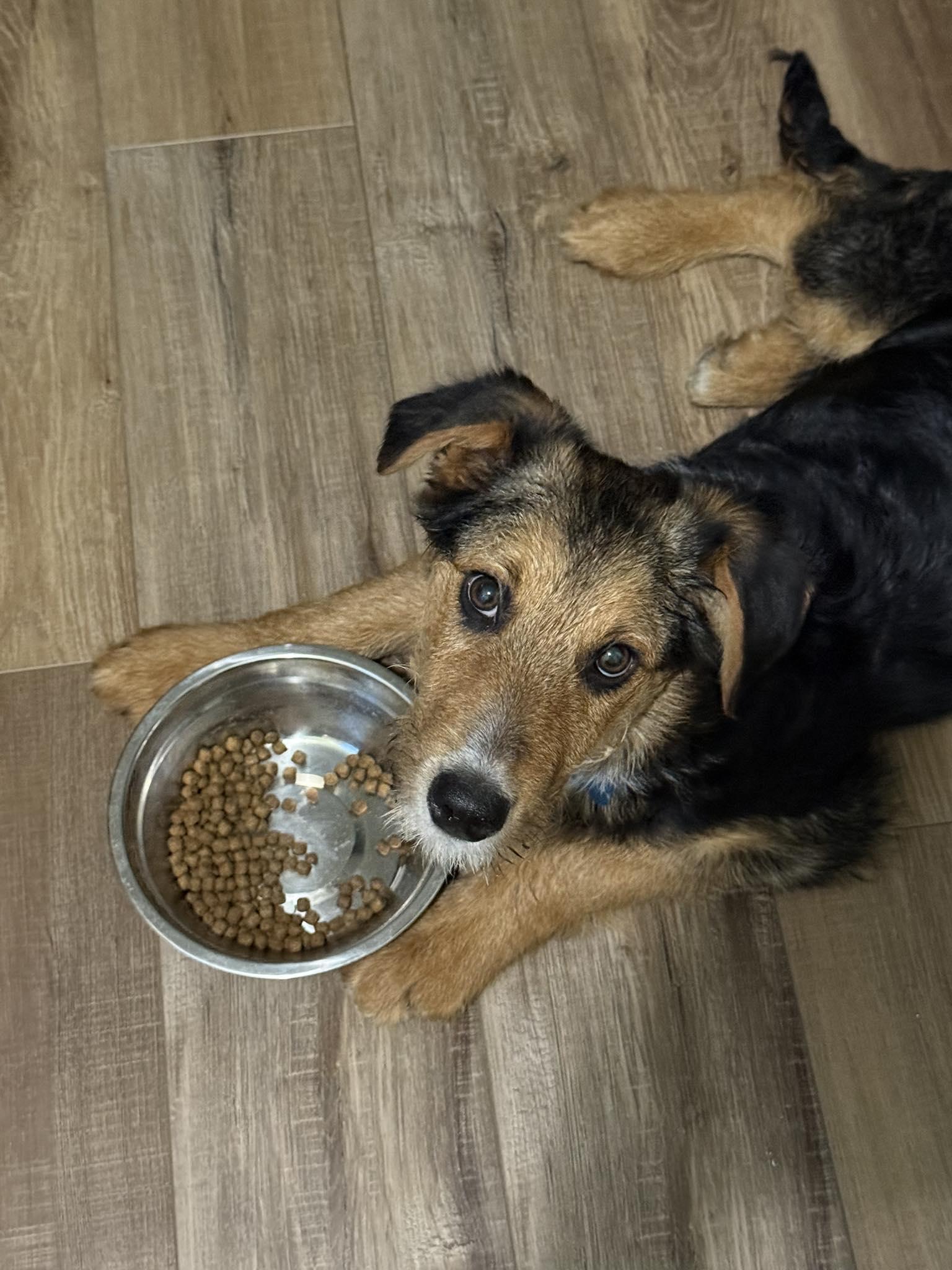 Enlarge Ajax, a ADOPTABLE mixed breed in Minneapolis, MN image 4/6