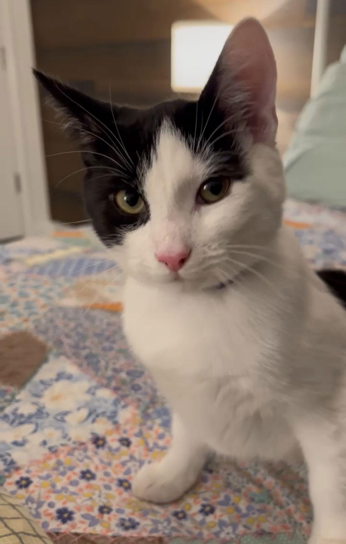 Gizmo aka Oreo, Adoptable, Young Male Domestic Short Hair.