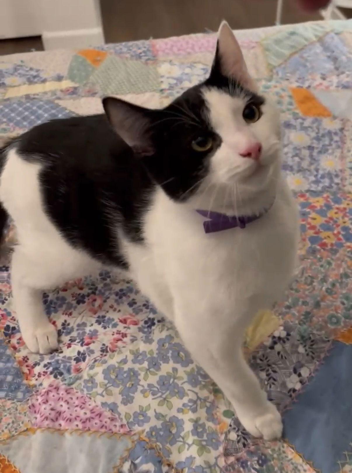 Enlarge Gizmo aka Oreo, a Adoptable Domestic Short Hair in Walnut Creek, CA image 2/3