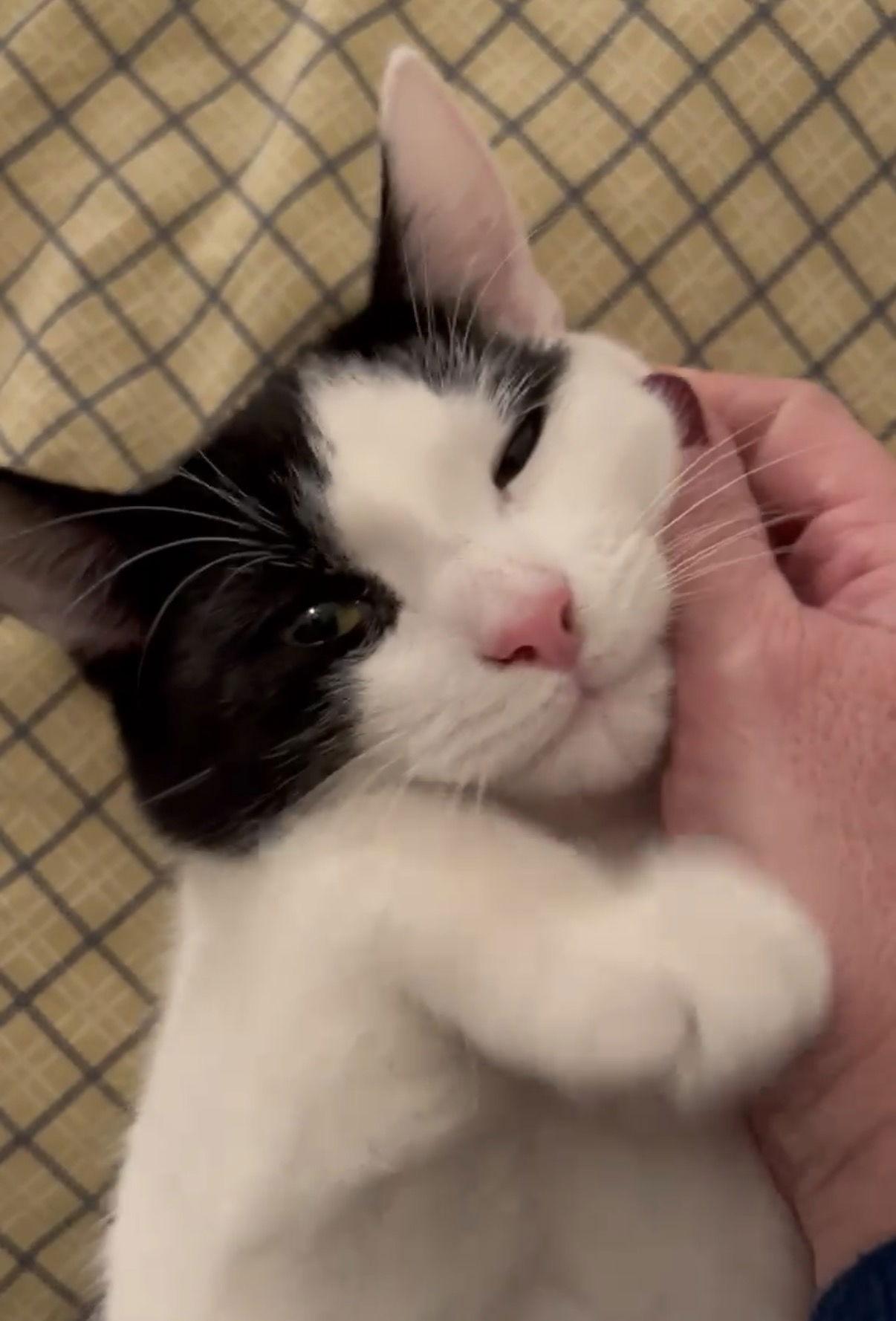 Enlarge Gizmo aka Oreo, a Adoptable Domestic Short Hair in Walnut Creek, CA image 3/3