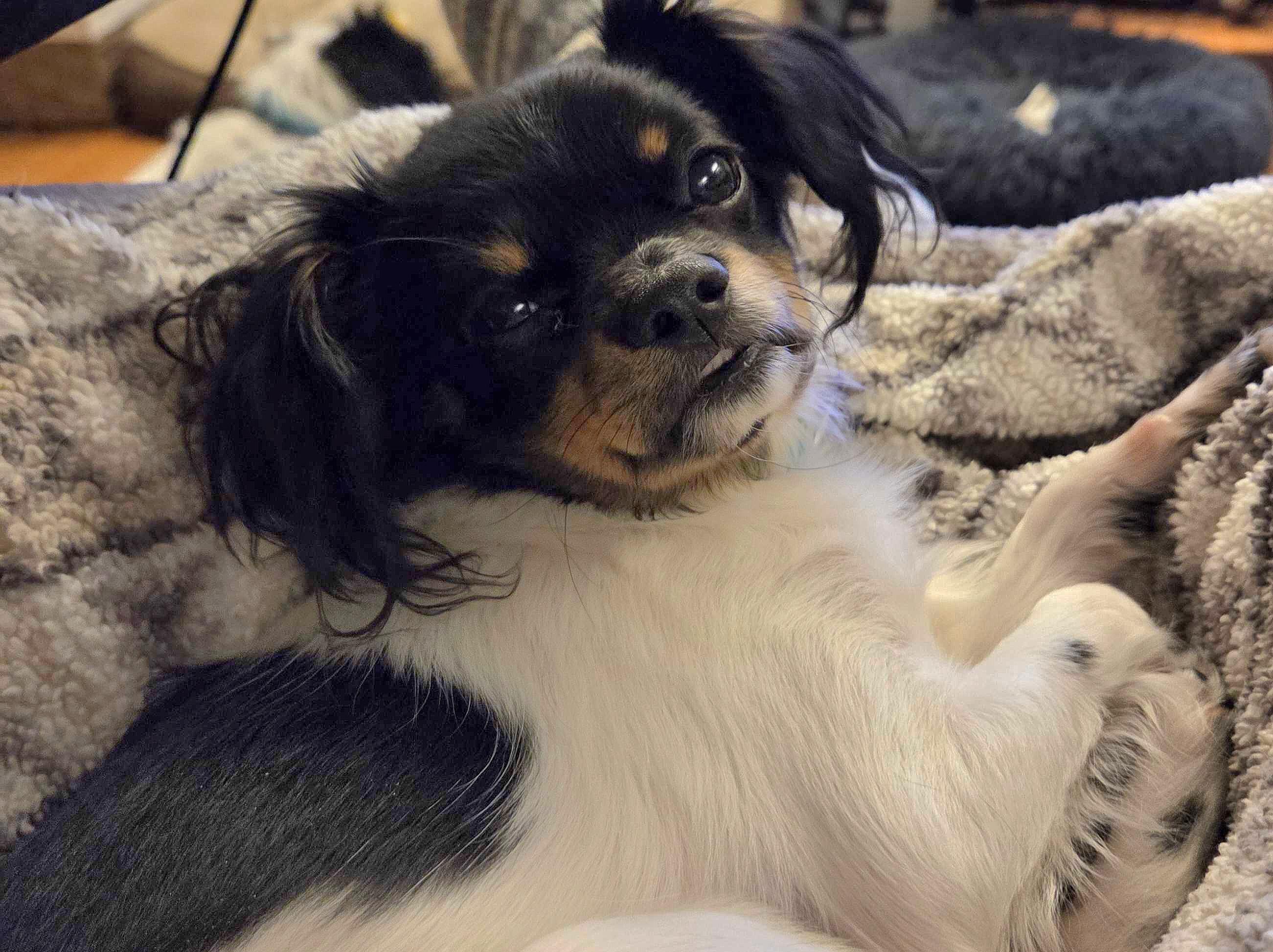 Enlarge Cosmo, a ADOPTABLE mixed breed in Cedar Rapids, IA image 6/6