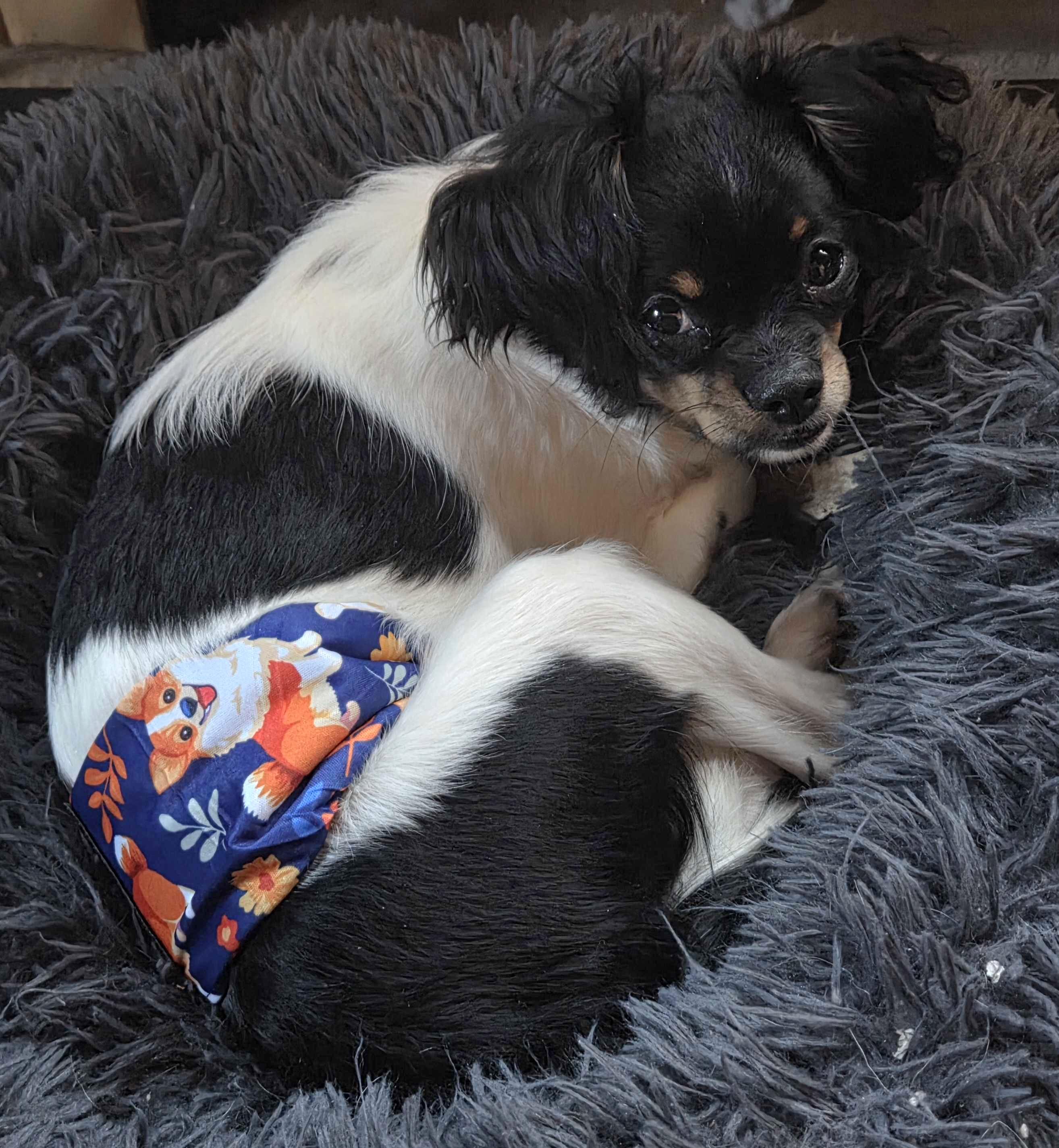 Enlarge Cosmo, a ADOPTABLE mixed breed in Cedar Rapids, IA image 4/6