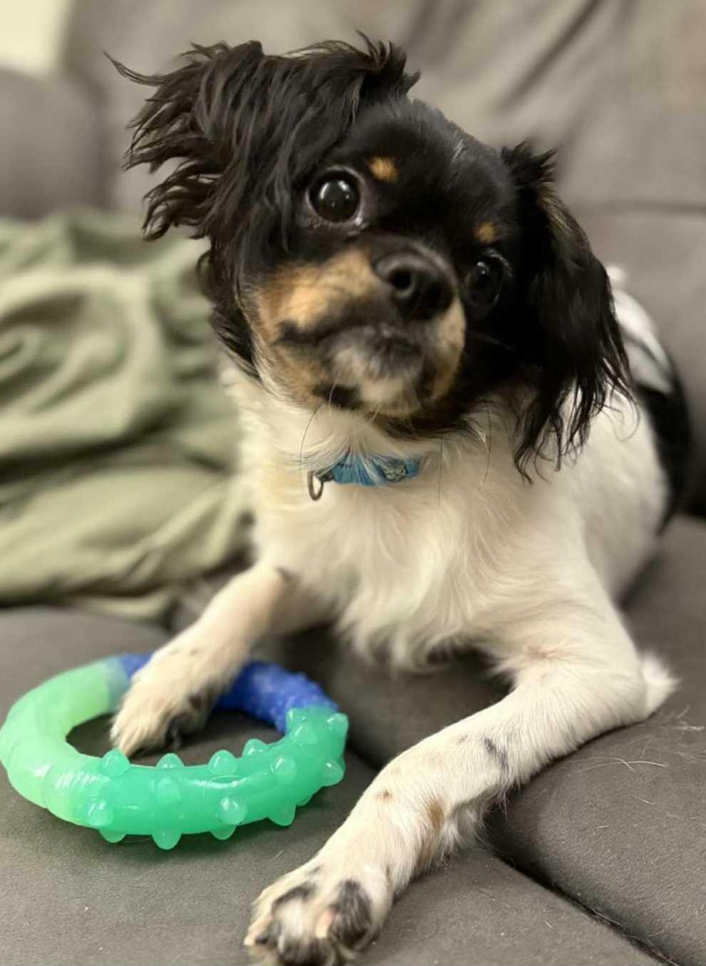Enlarge Cosmo, a ADOPTABLE mixed breed in Cedar Rapids, IA image 3/6