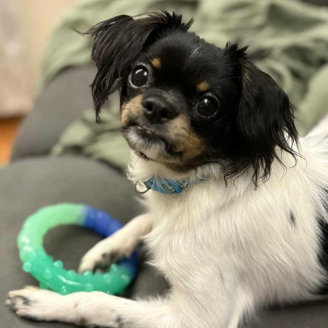 Enlarge Cosmo, a ADOPTABLE mixed breed in Cedar Rapids, IA image 1/6