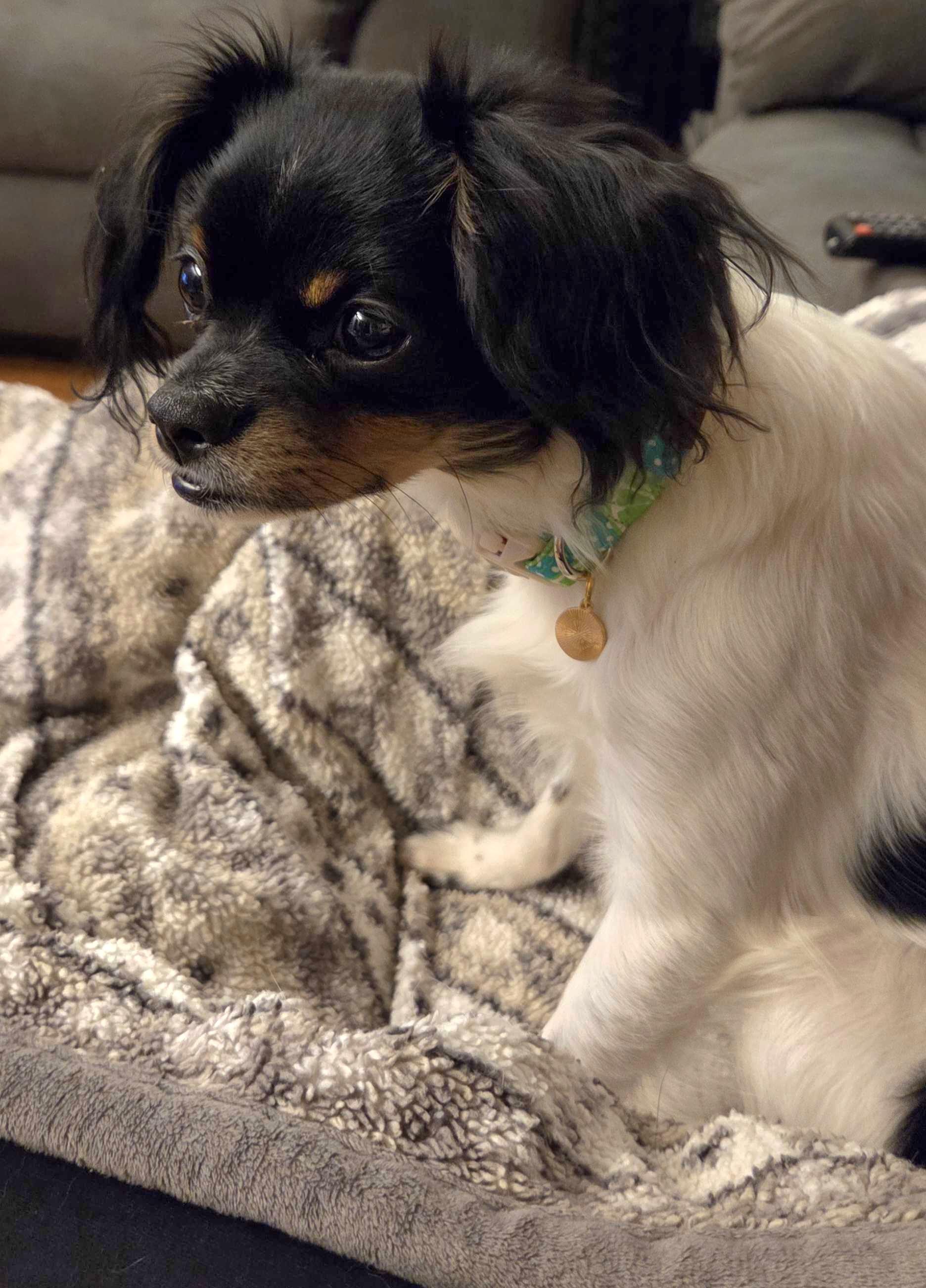 Enlarge Cosmo, a ADOPTABLE mixed breed in Cedar Rapids, IA image 2/6