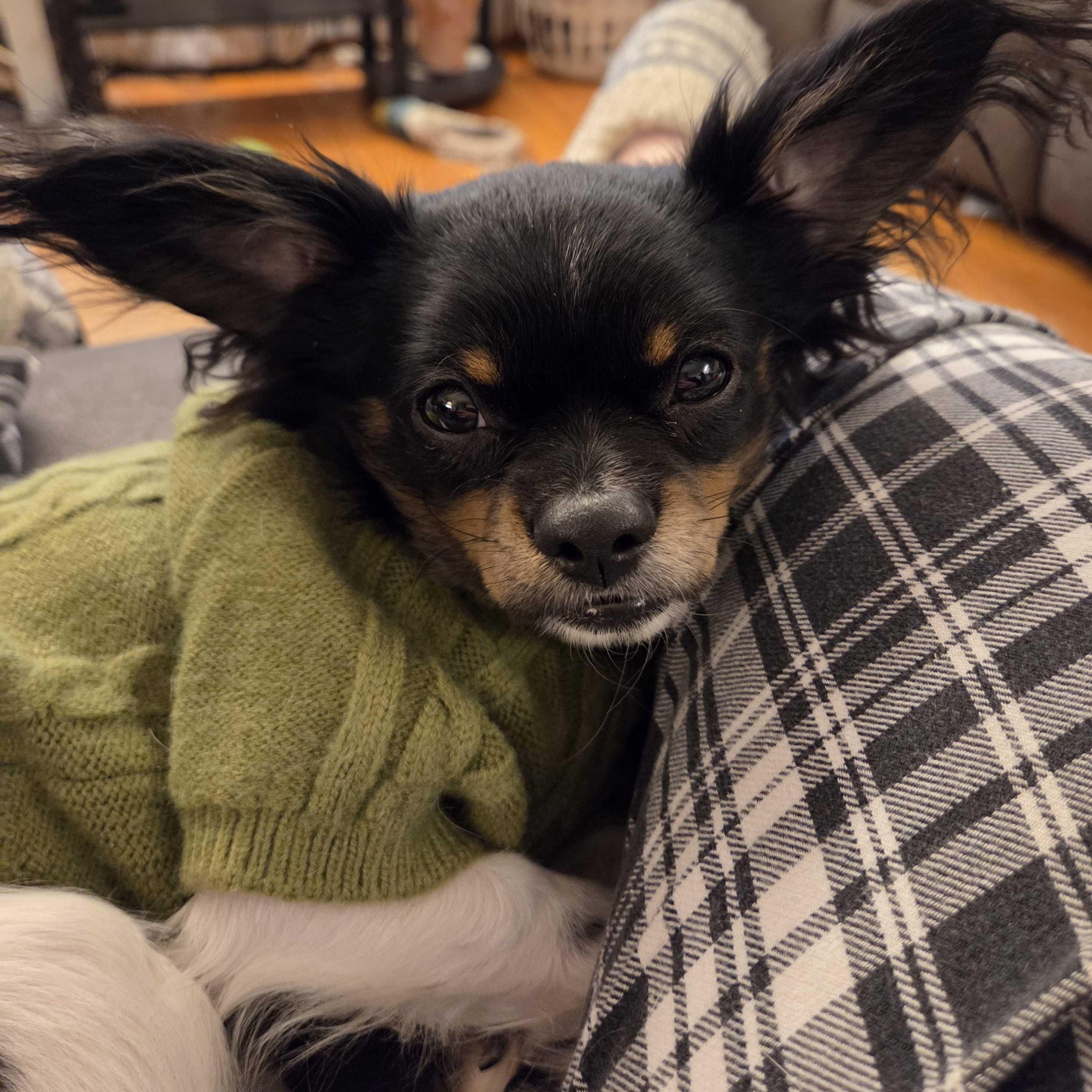 Enlarge Cosmo, an adoptable mixed breed in Cedar Rapids, IA image 1/6