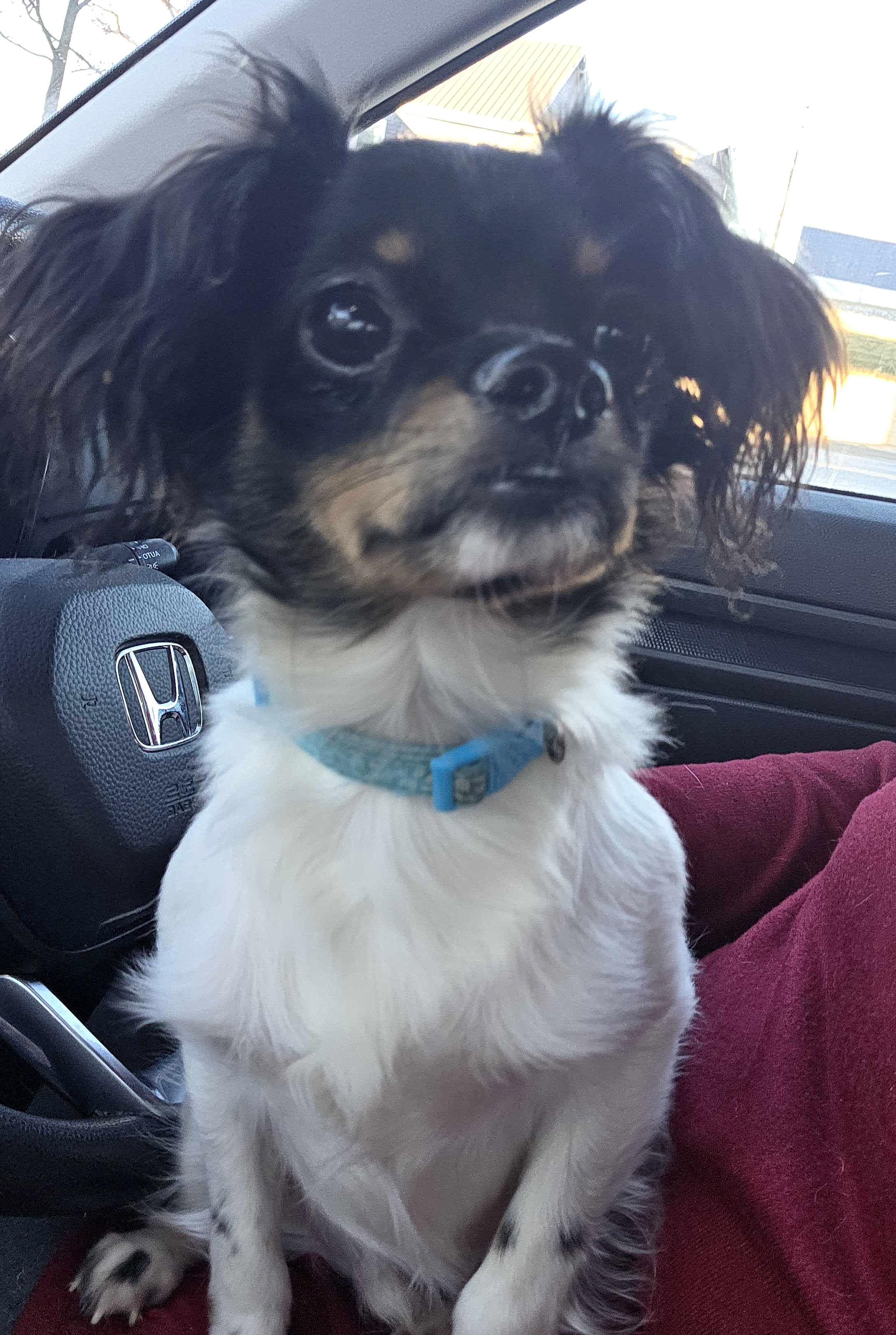 Enlarge Cosmo, a ADOPTABLE mixed breed in Cedar Rapids, IA image 5/6