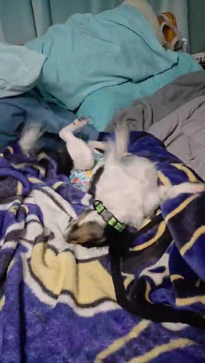 Enlarge Cosmo, an adoptable mixed breed in Cedar Rapids, IA video 6/6