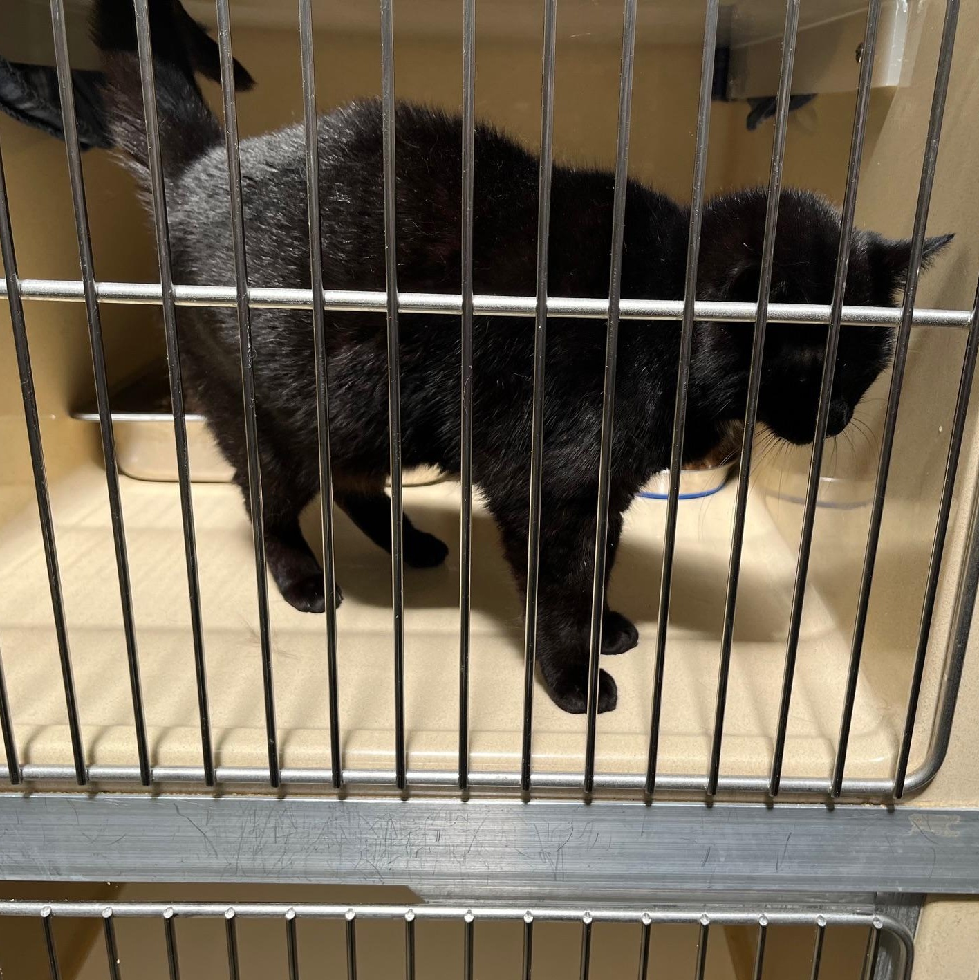 Enlarge Ms Daisy, a Adoptable mixed breed in Clarksville, VA image 6/6