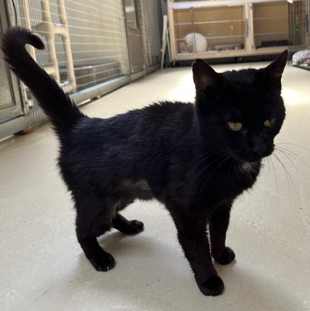 Ms Daisy, Adoptable, Young Female Bombay & Domestic Short Hair.