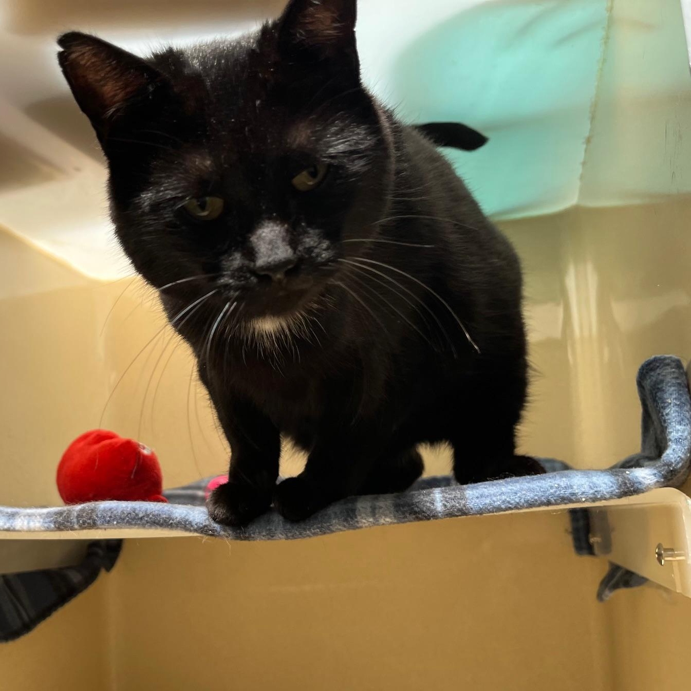 Enlarge Ms Daisy, a Adoptable mixed breed in Clarksville, VA image 5/6