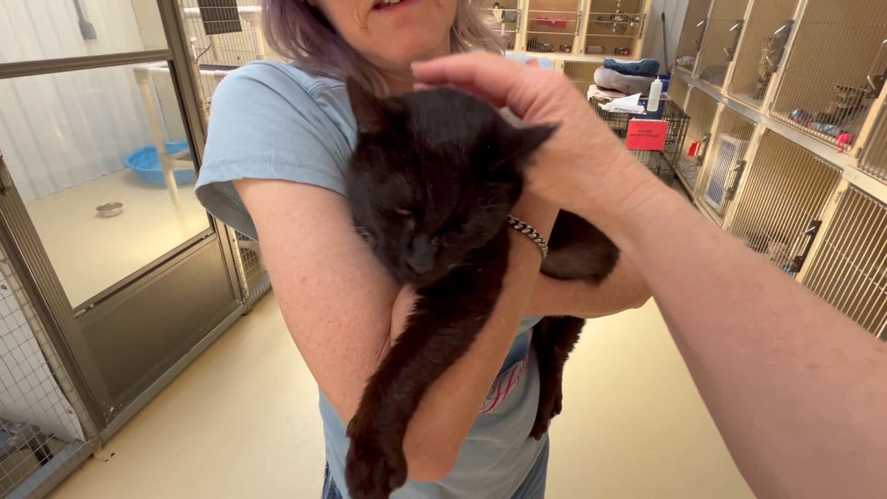 Enlarge Ms Daisy, a Adoptable mixed breed in Clarksville, VA video 4/5