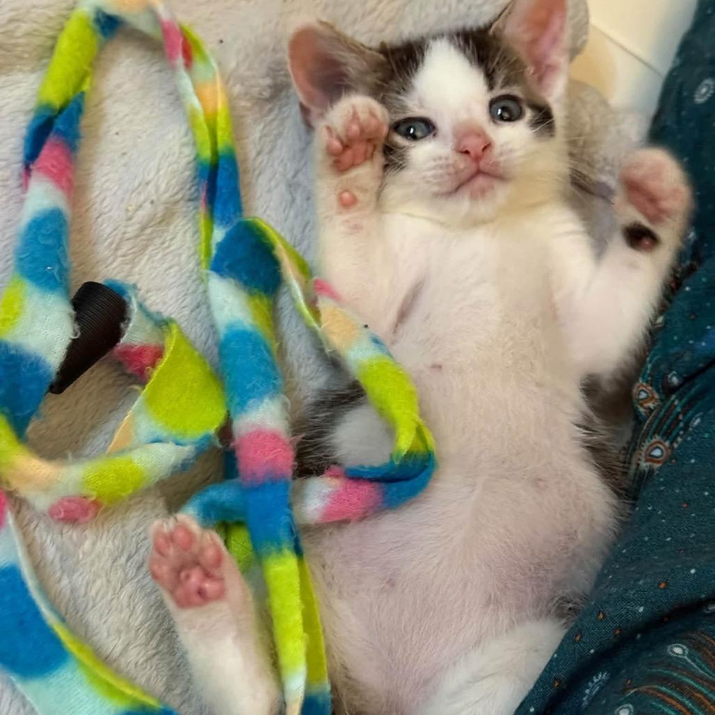 Mike Wazowski, Adoptable, Kitten Male Domestic Short Hair.