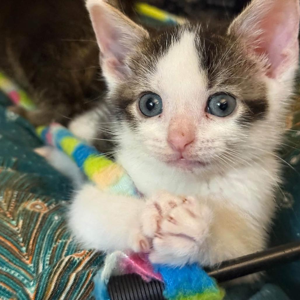 Enlarge Mike Wazowski, a Adoptable Domestic Short Hair in Bel Air, MD image 2/4