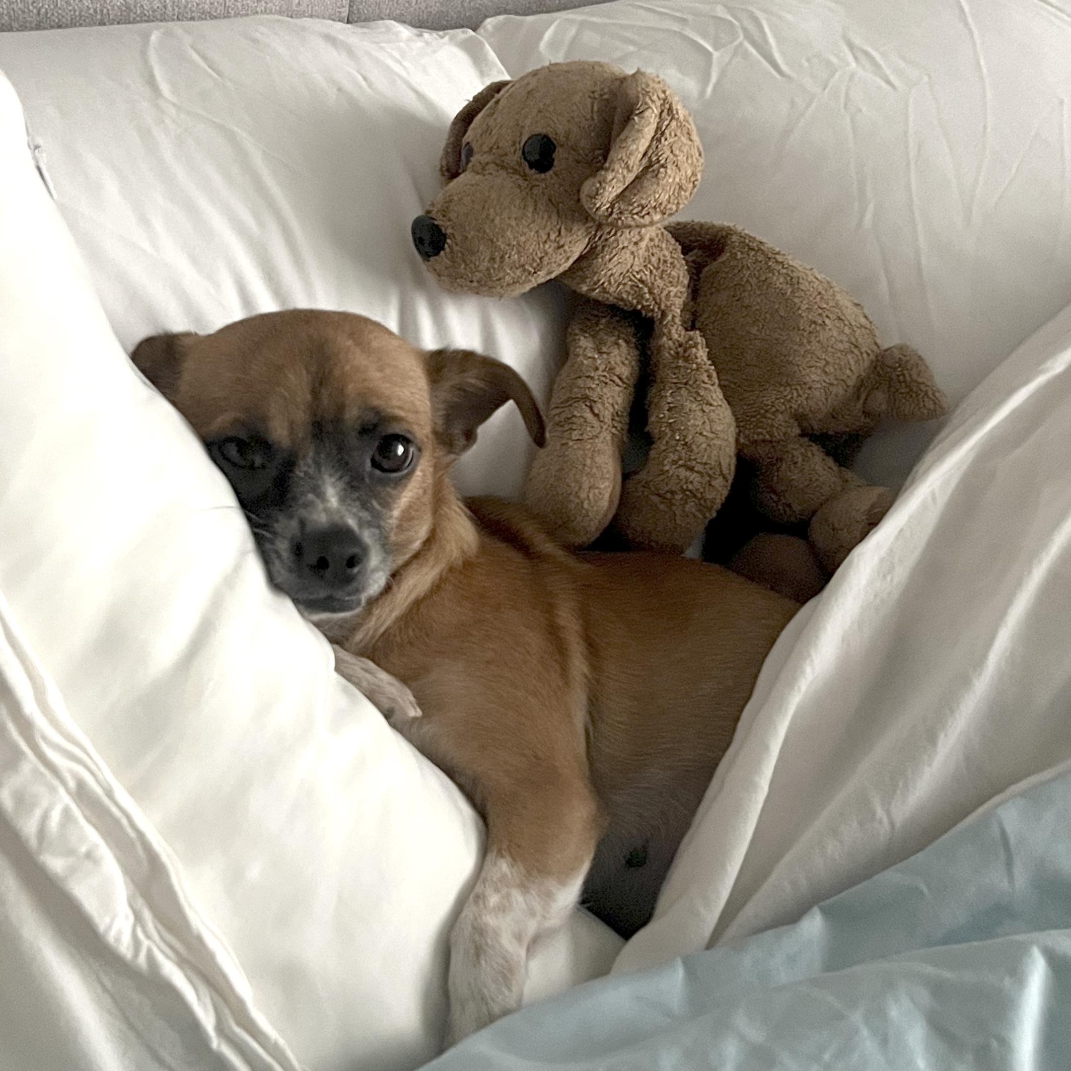 Enlarge Clementine, a Adoptable mixed breed in Brooklyn, NY image 2/6