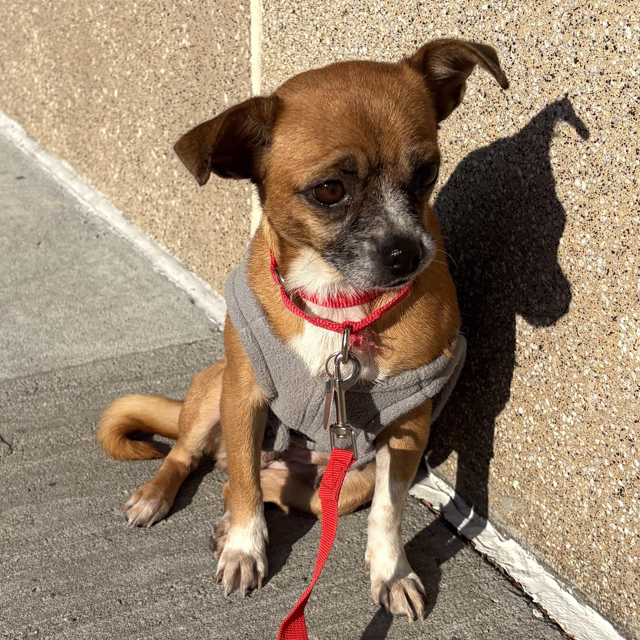 Enlarge Clementine, a Adoptable mixed breed in Brooklyn, NY image 4/6