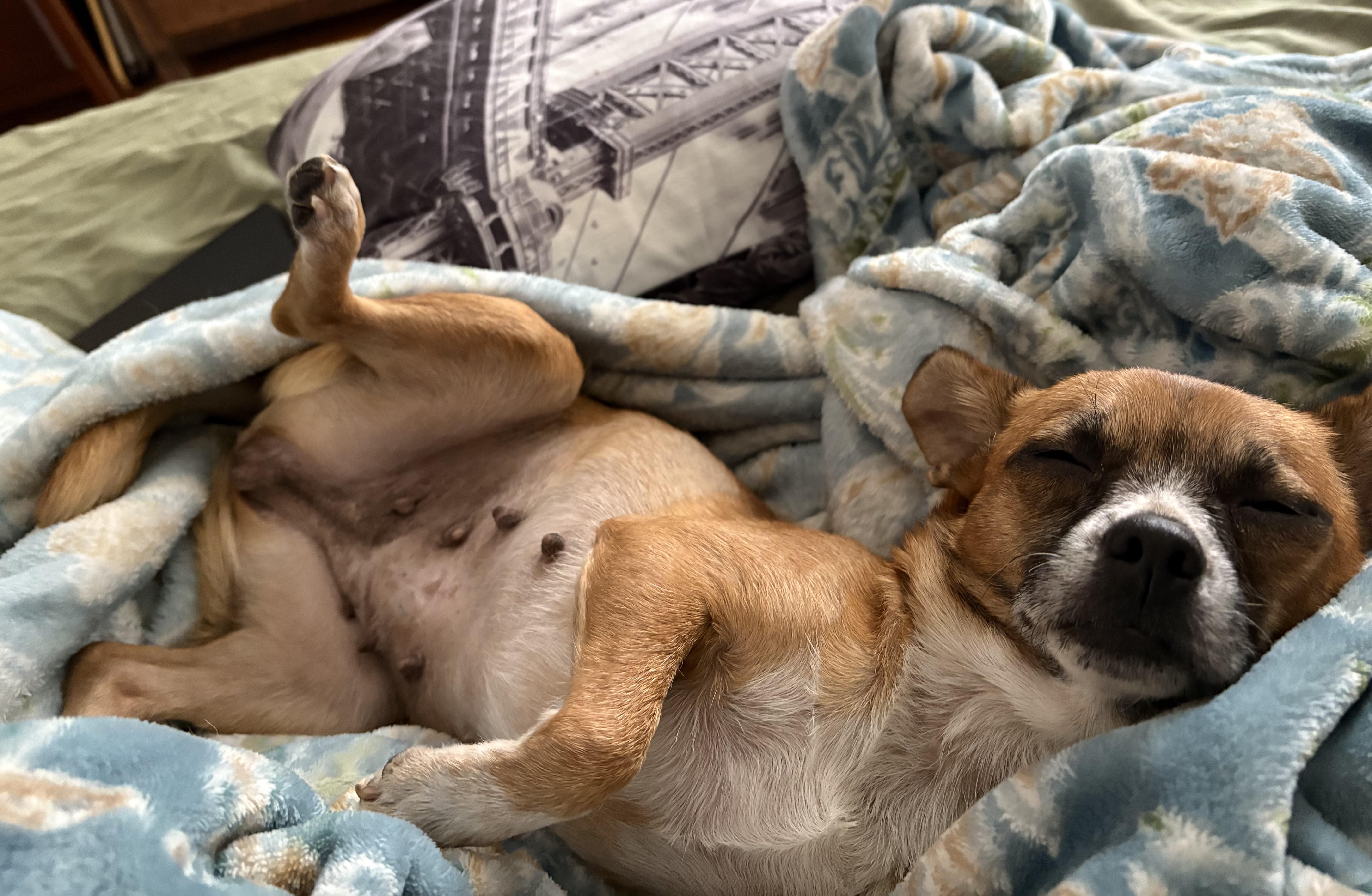 Enlarge Clementine, a Adoptable mixed breed in Brooklyn, NY image 3/6