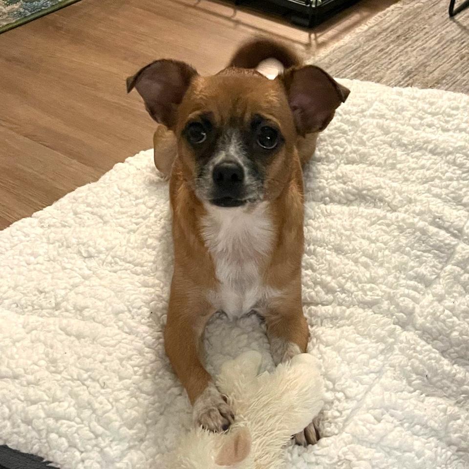 Enlarge Clementine, a Adoptable mixed breed in Brooklyn, NY image 1/6