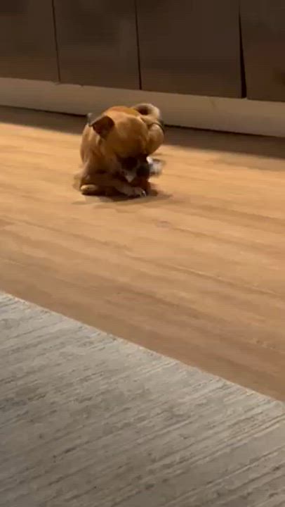 Enlarge Clementine, a Adoptable mixed breed in Brooklyn, NY video 6/6