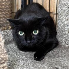 Bear, Adoptable, Senior Male Domestic Short Hair.