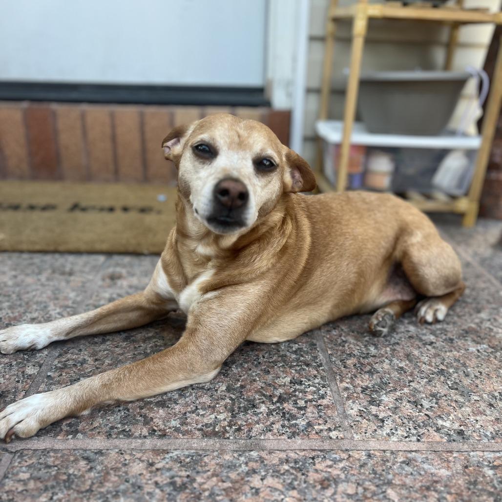 Enlarge Dallas, a Adoptable Mixed Breed in Middle Village, NY image 4/4