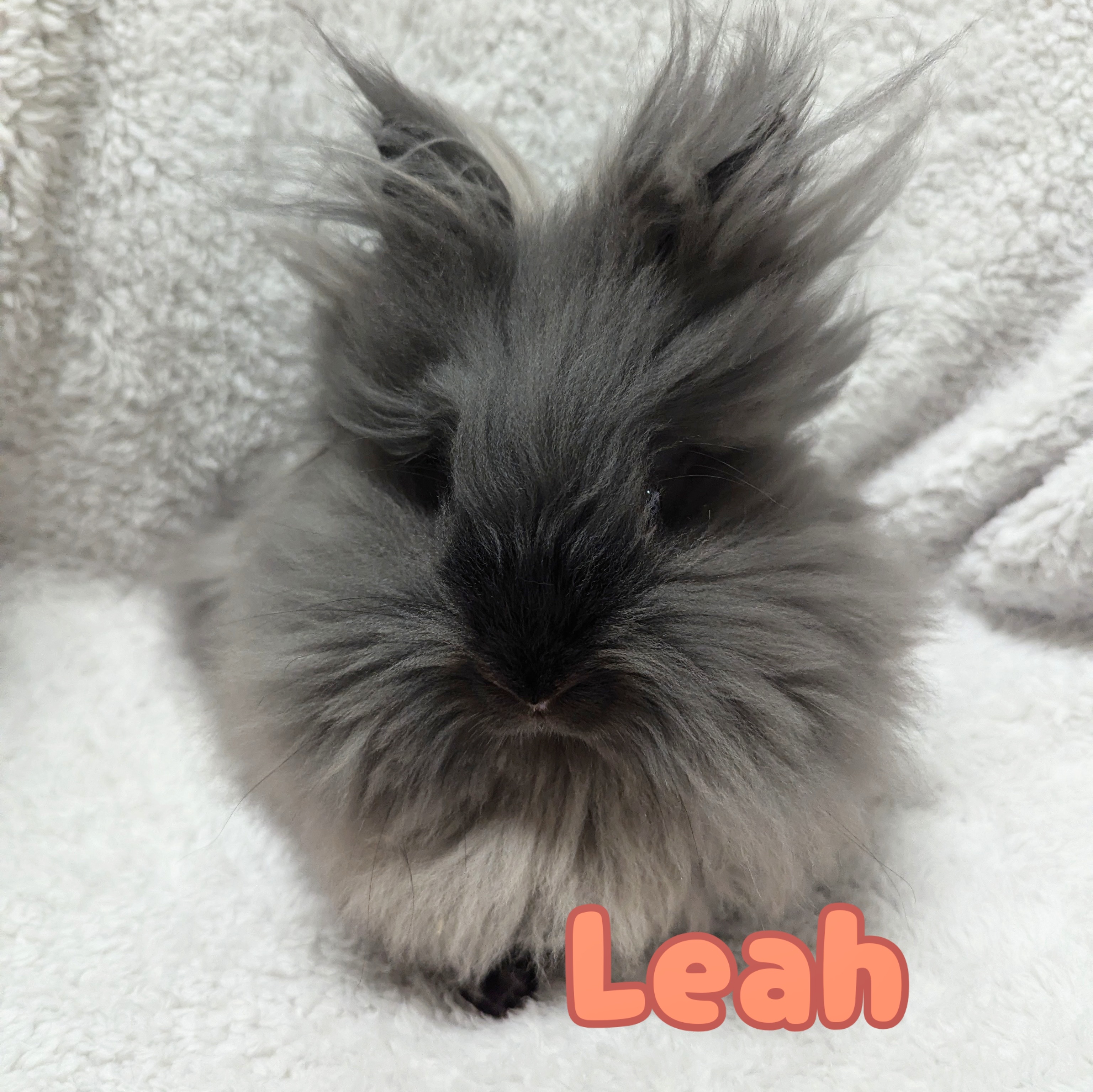 Rabbit for adoption Leah, a Lionhead in Roseville, CA Petfinder