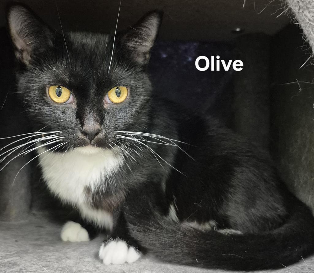 Olive, Adoptable, Young Female Domestic Short Hair.