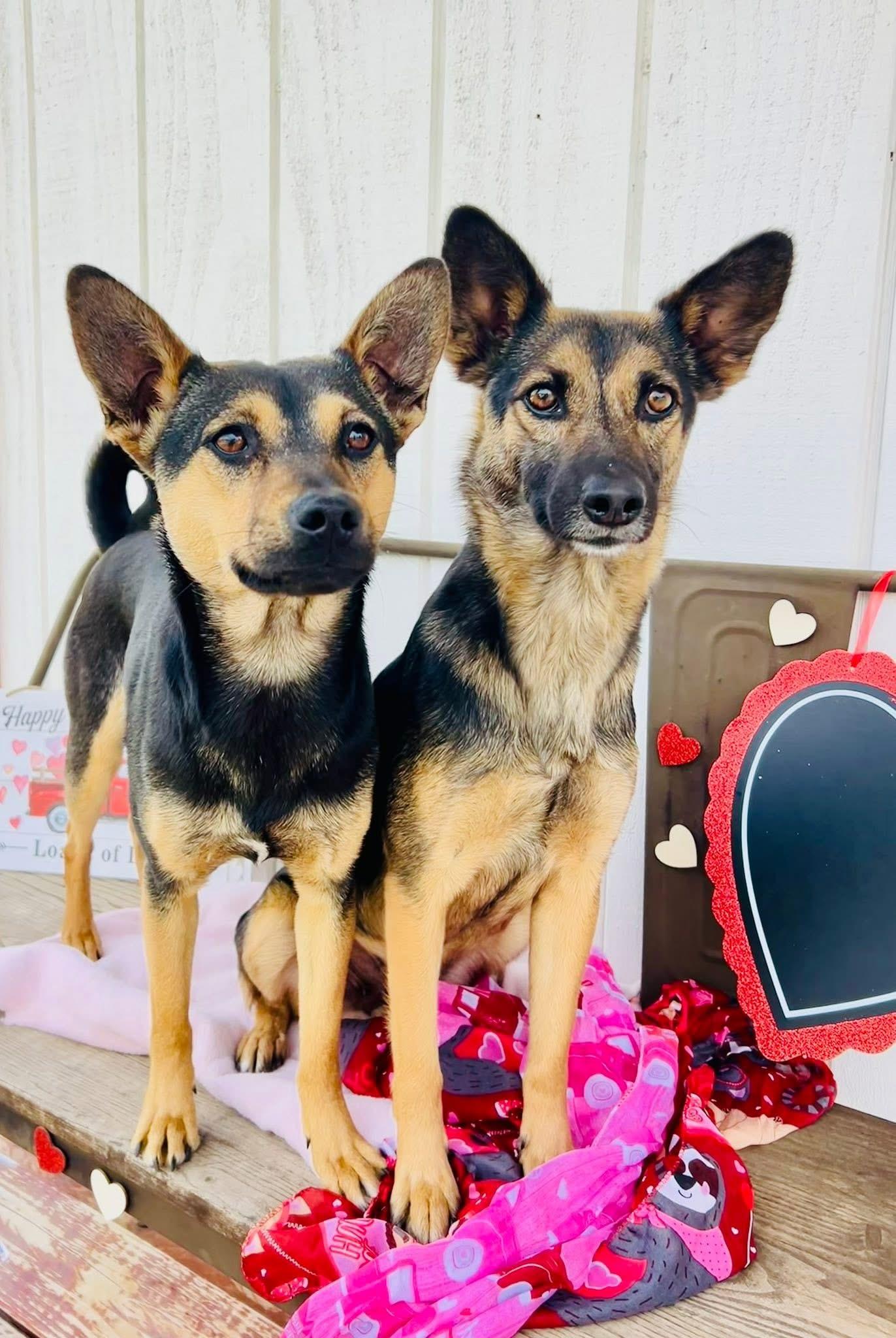 Enlarge Terra, a Adoptable mixed breed in Bakersfield, CA image 1/5