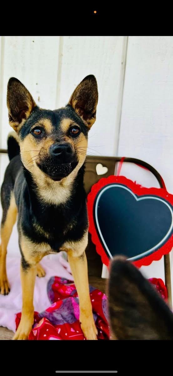 Enlarge Terra, a Adoptable mixed breed in Bakersfield, CA image 4/5